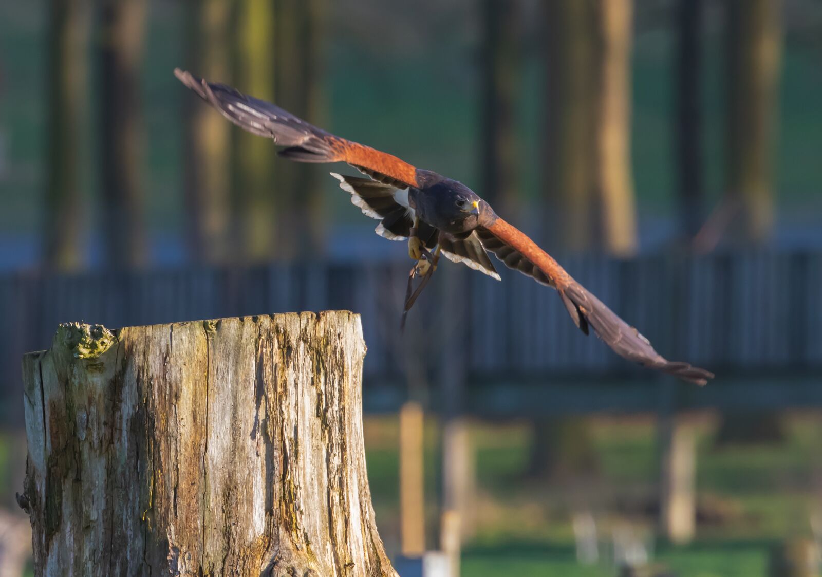 Canon EOS 7D Mark II sample photo. Harris hawk in flight photography