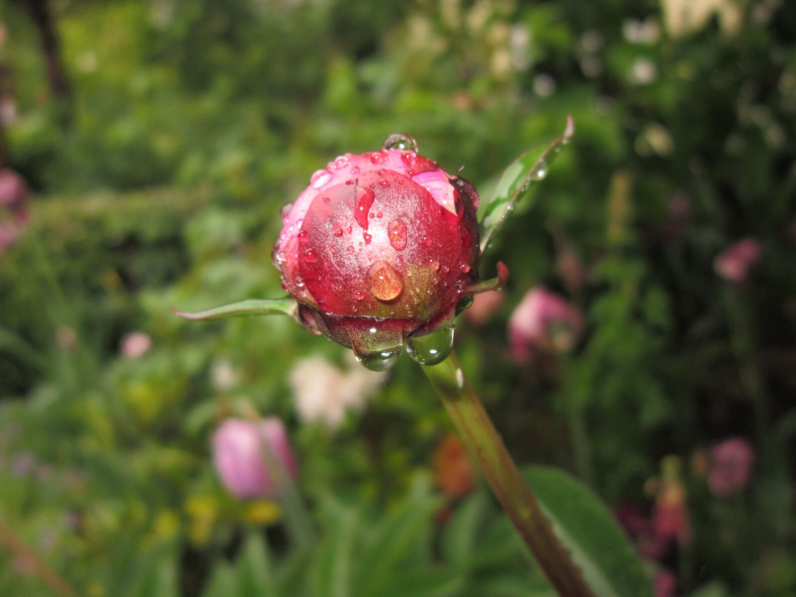 Canon PowerShot A3200 IS sample photo. Peony, rain, nature photography