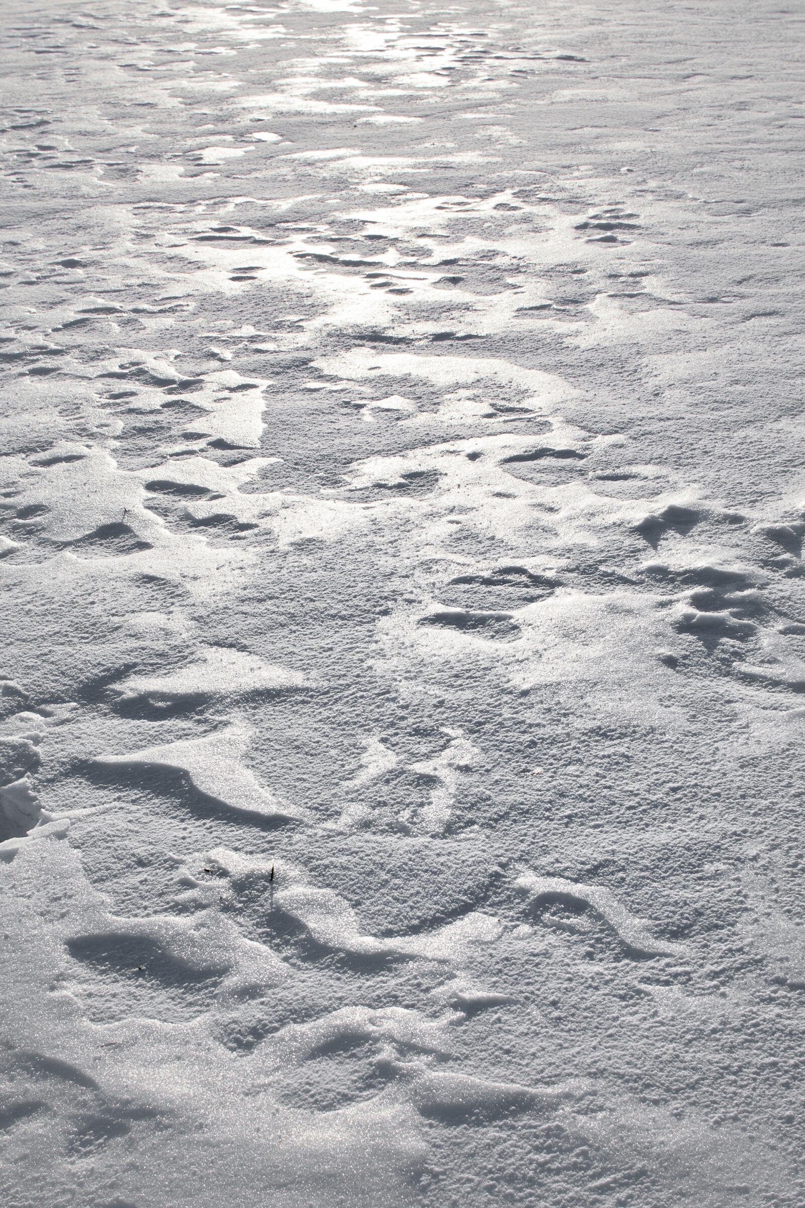 Nikon D300 sample photo. Snow, harsch, winter photography