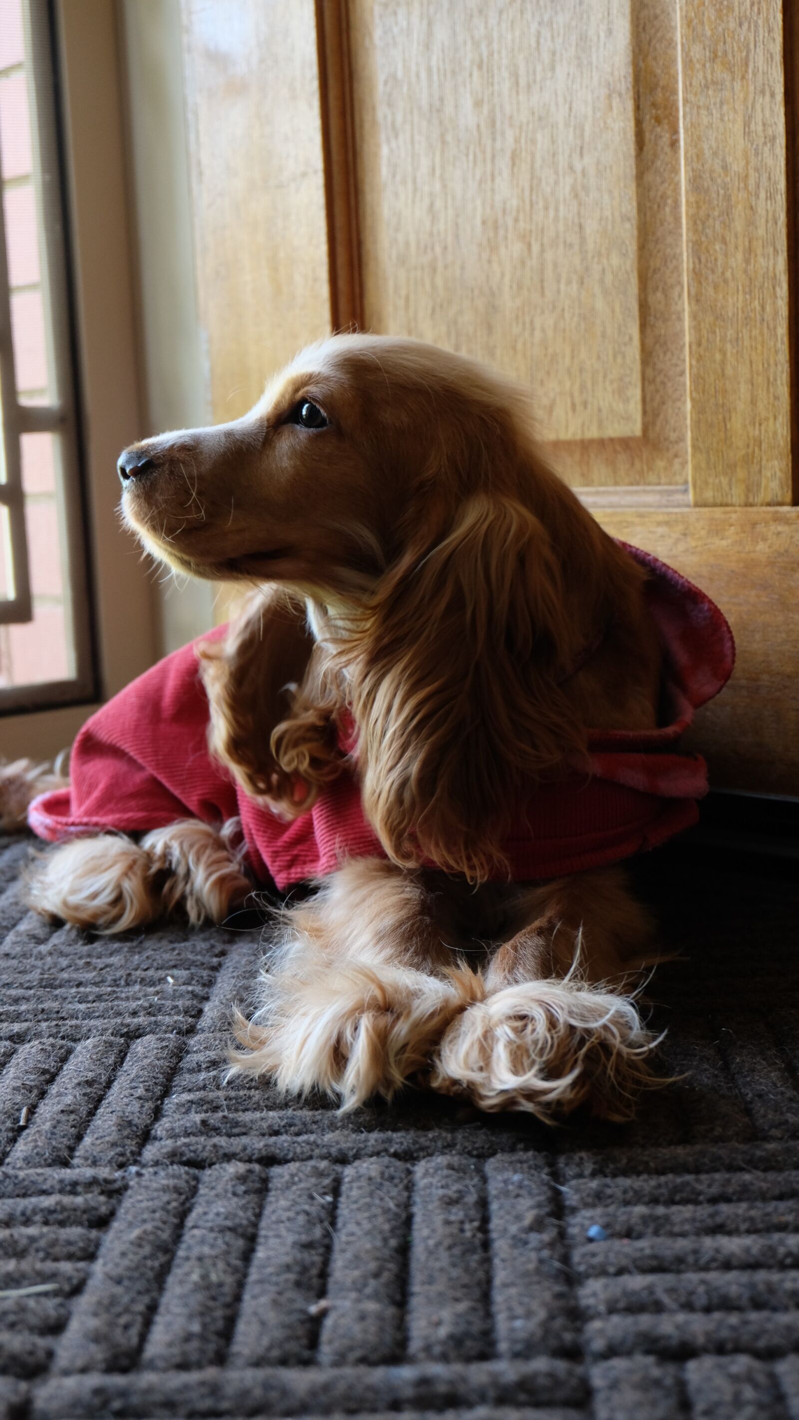 Fujifilm X-M1 sample photo. Dog, puppy, canine photography
