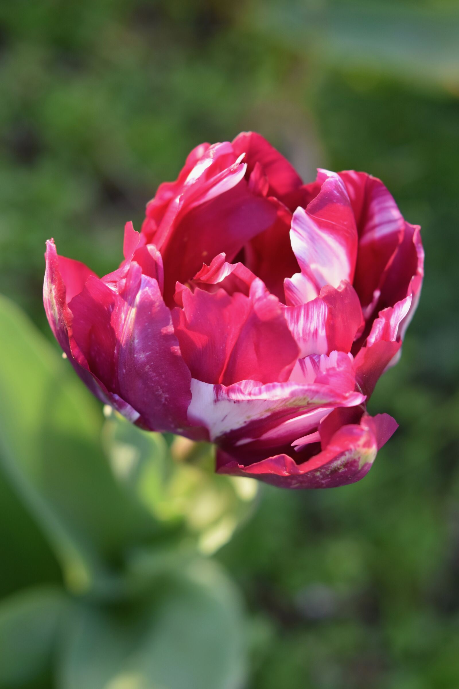 Nikon D5600 sample photo. Flower, tulip, spring-flowering photography