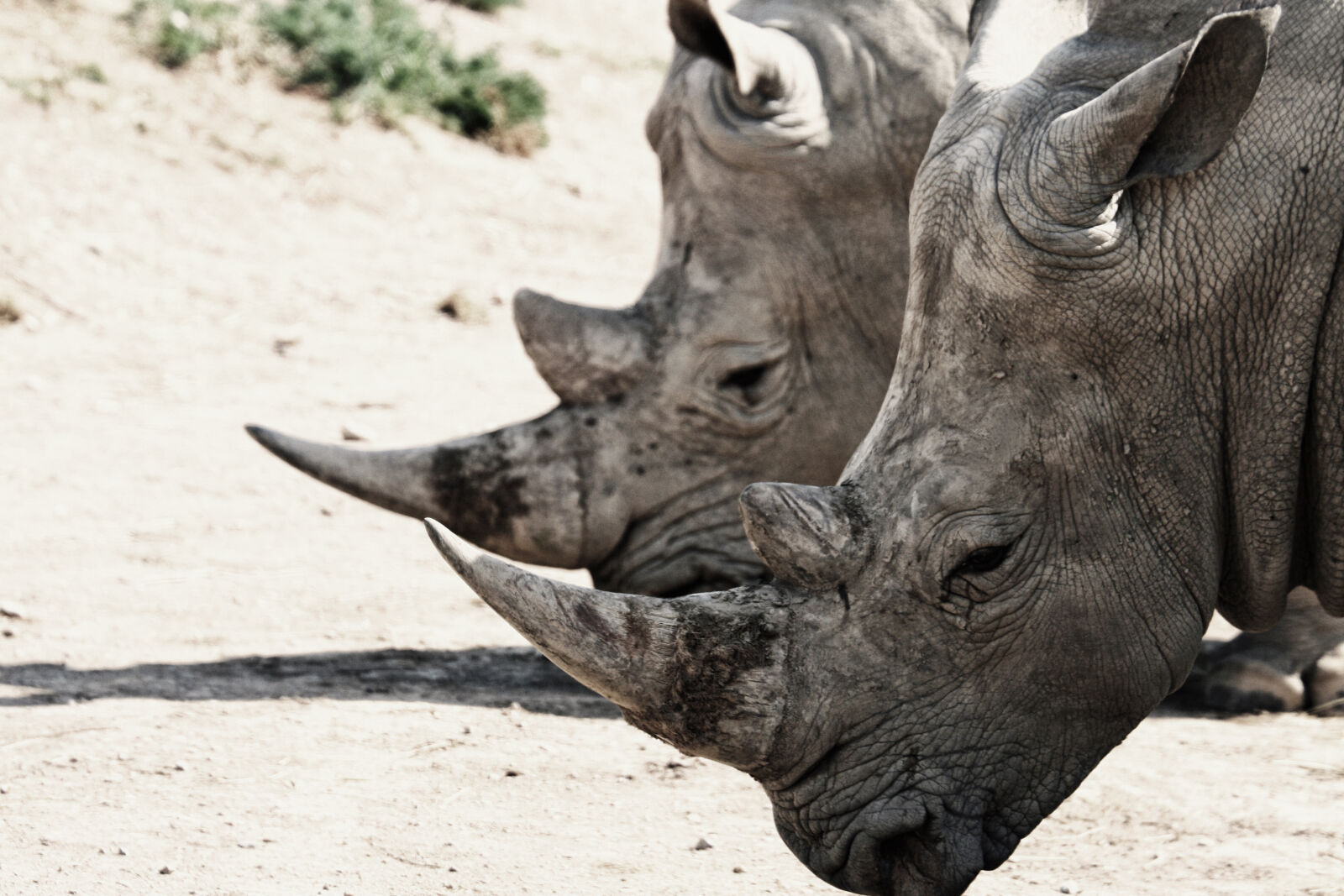 Canon EOS 350D (EOS Digital Rebel XT / EOS Kiss Digital N) sample photo. Rhino, rinoceronte photography
