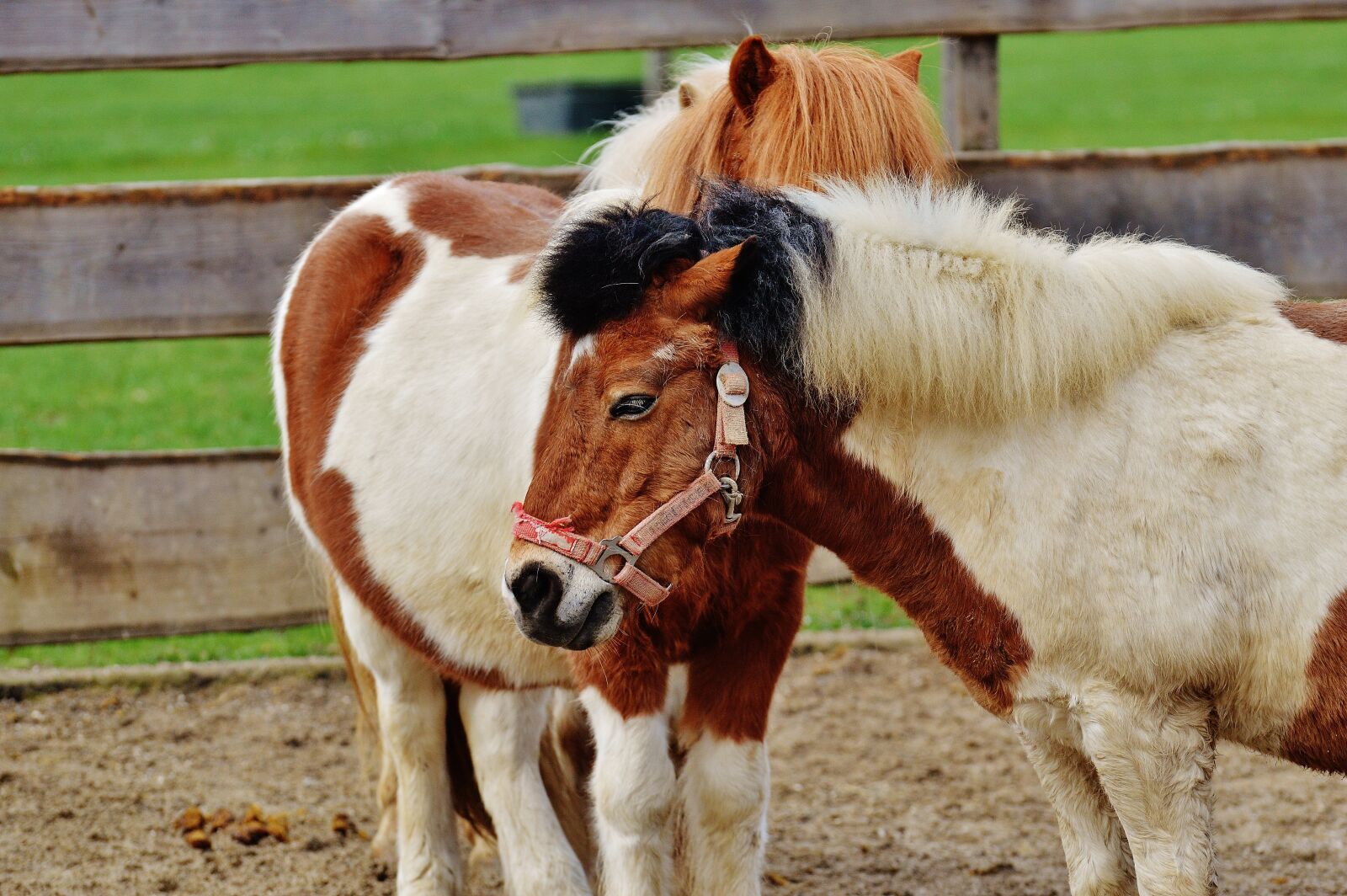 Nikon D3200 sample photo. Pony, animal rescue, horses photography
