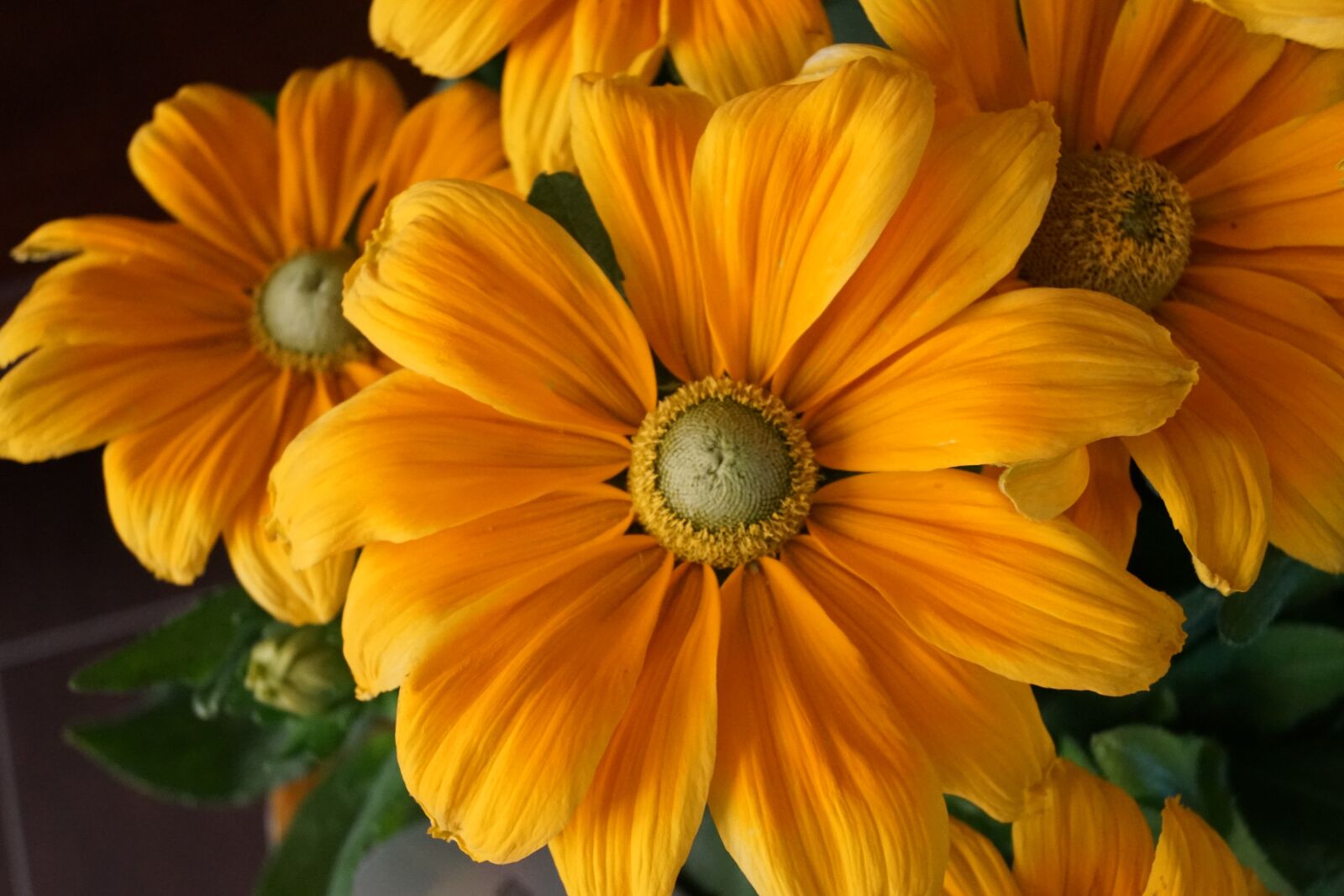Sony SLT-A68 sample photo. Flower, summer, sun photography