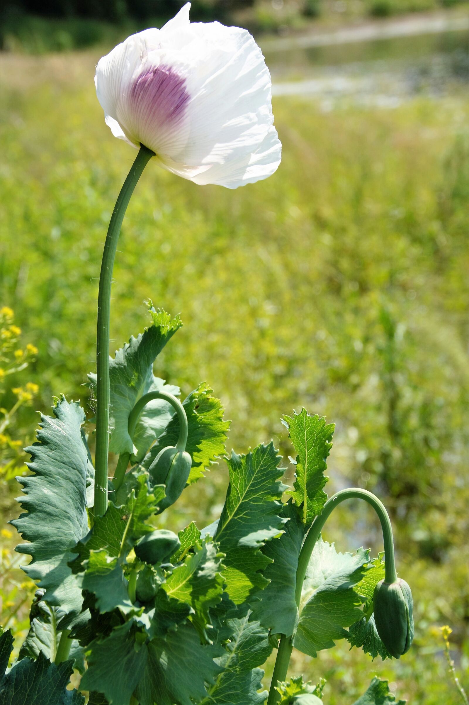 Sony SLT-A58 sample photo. Poppy, flower, plant photography