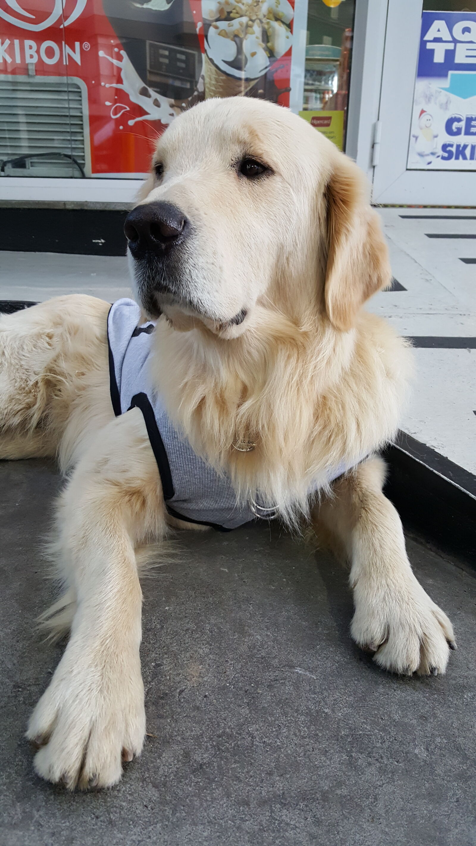 Samsung GALAXY S6 edge sample photo. Dog, golden, retriever photography