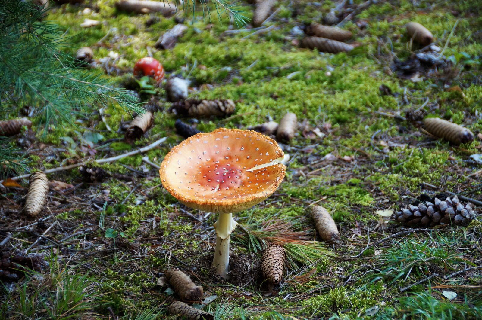 Sony SLT-A58 sample photo. Toadstool, red, fungus photography