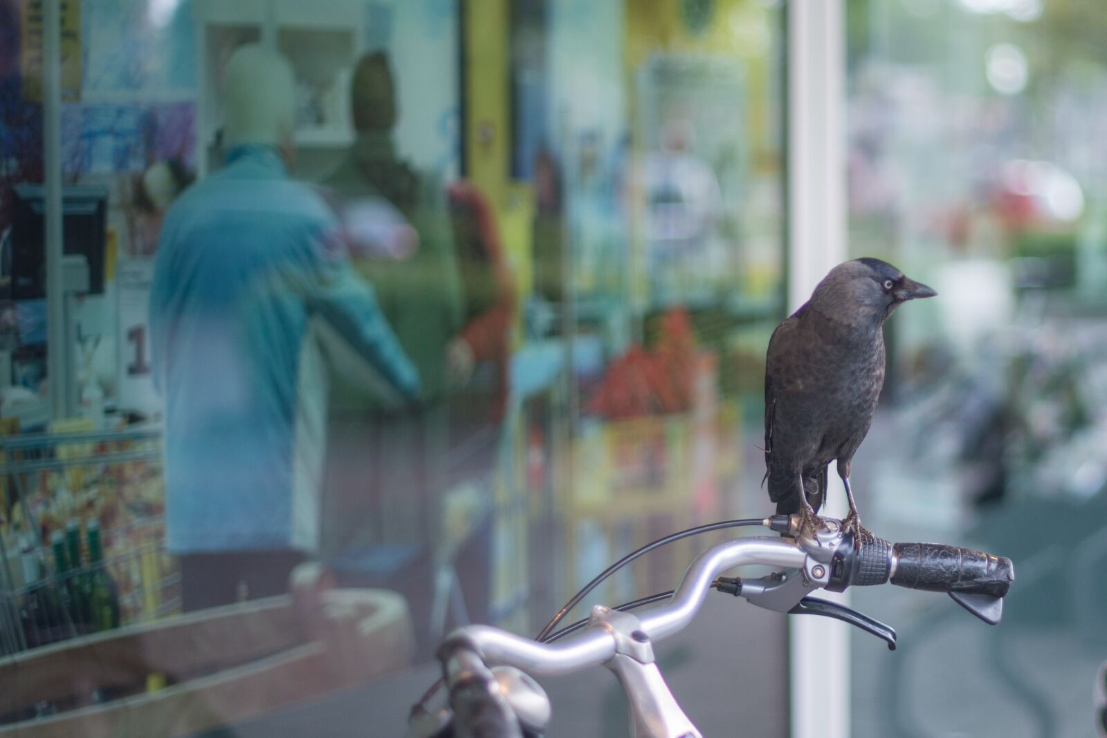 Nikon D600 sample photo. Crow, bicycle, shop photography