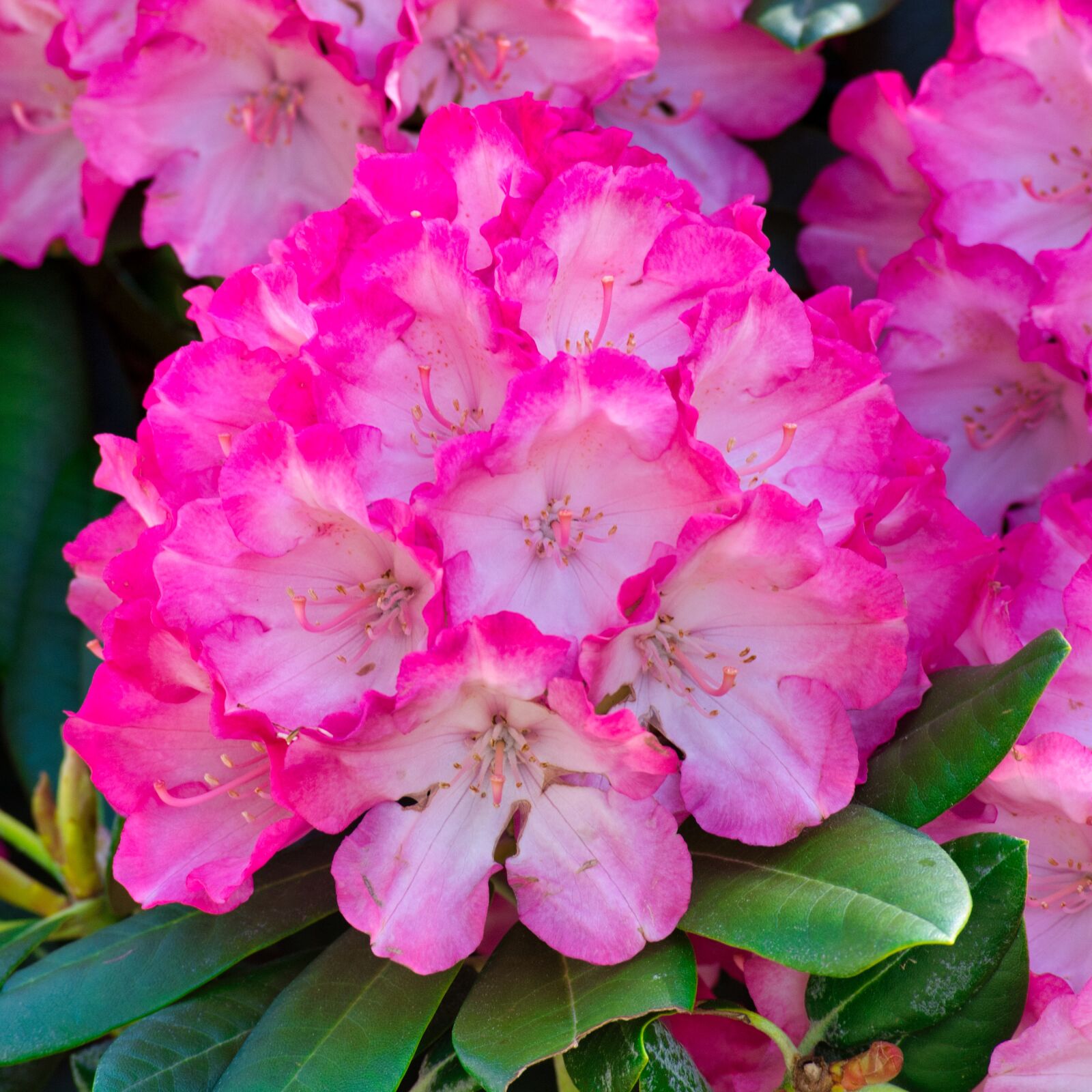 Nikon D7100 sample photo. Rhododendron, blossom, bloom photography