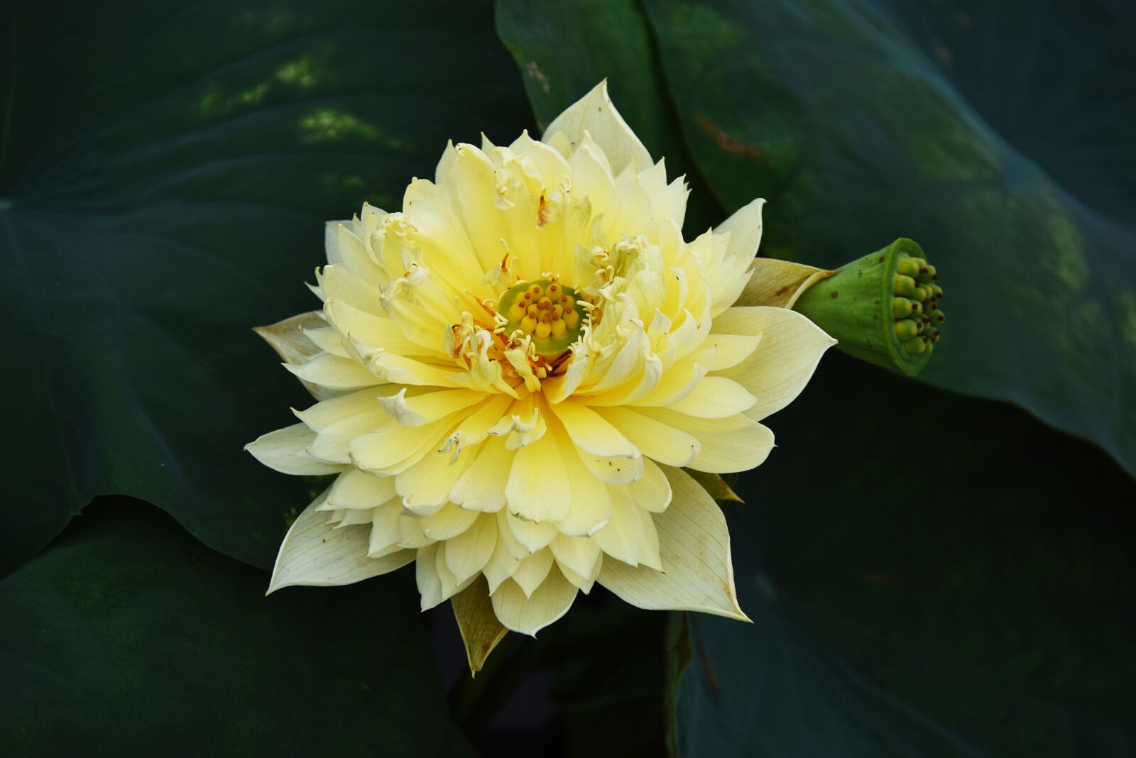 Nikon D7200 sample photo. Golden lotus, dress, outdoor photography