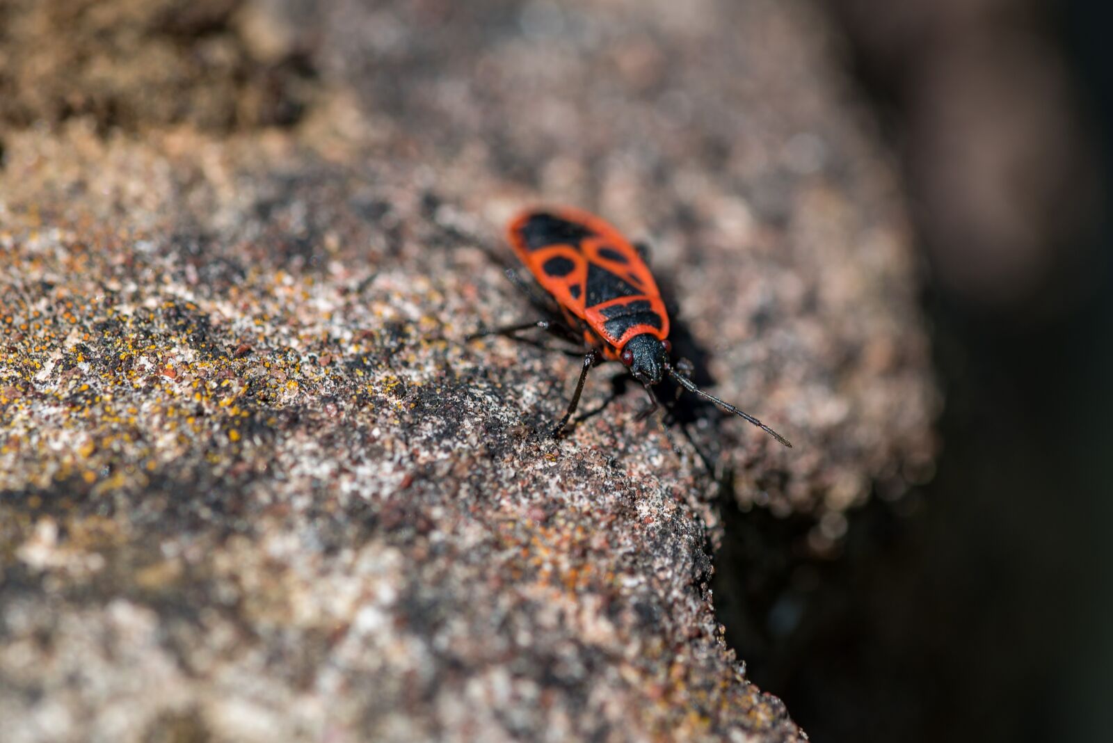 Nikon D750 sample photo. Pyrrhocoris apterus, european firebug photography