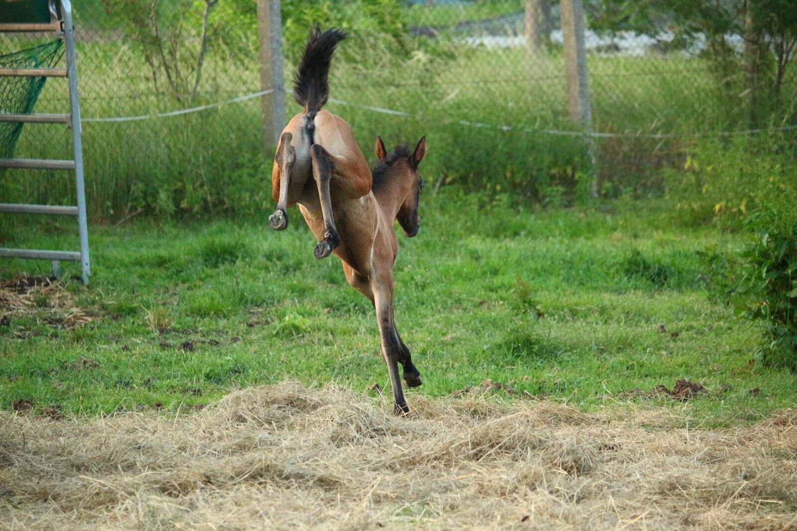 Canon EOS 100D (EOS Rebel SL1 / EOS Kiss X7) sample photo. Horse, foal, suckling photography