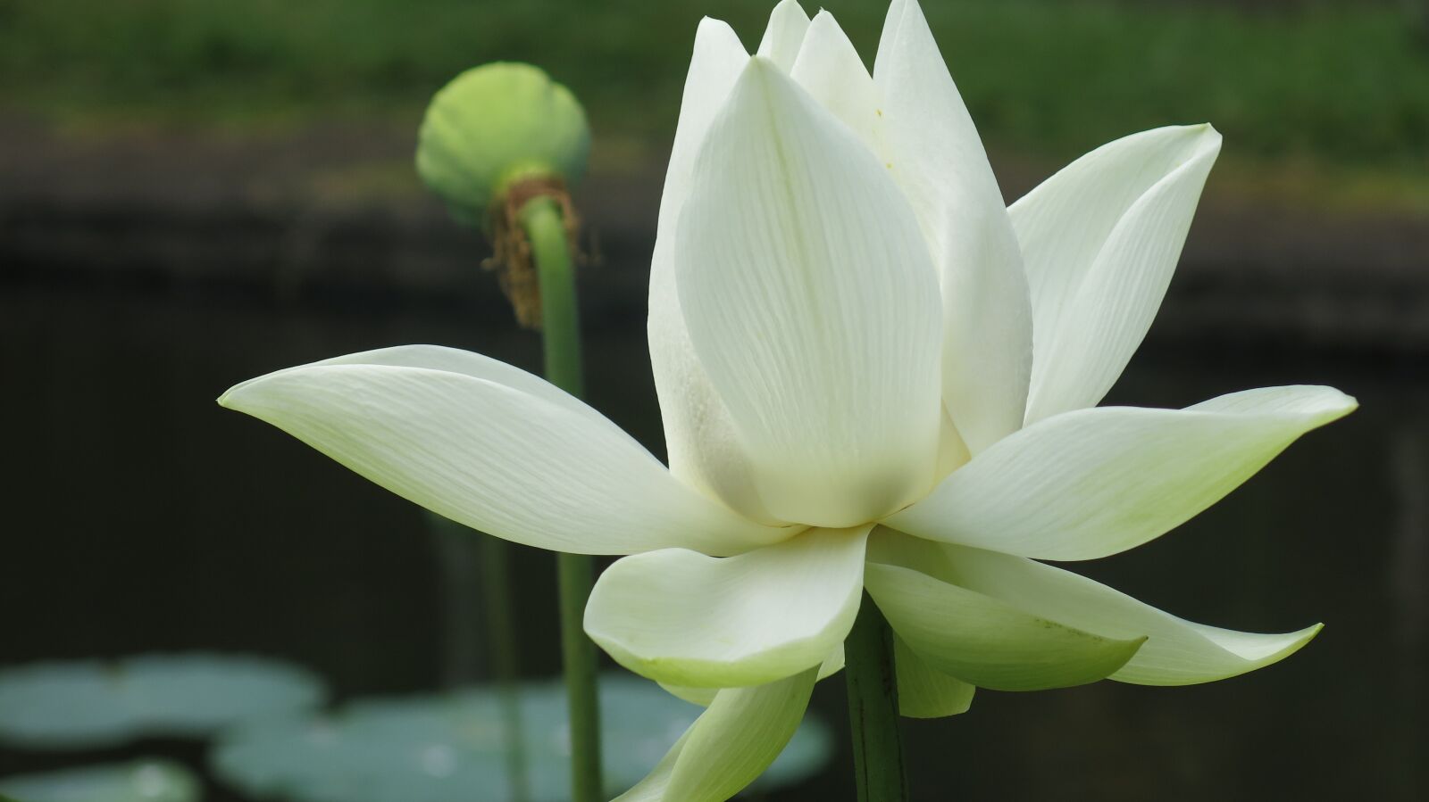 Canon PowerShot G15 sample photo. Nature, flower, mauritius photography