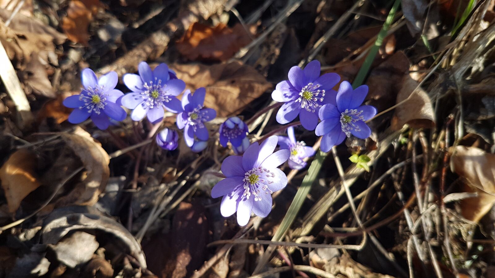 Samsung Galaxy S7 sample photo. Flower, forest, violet photography