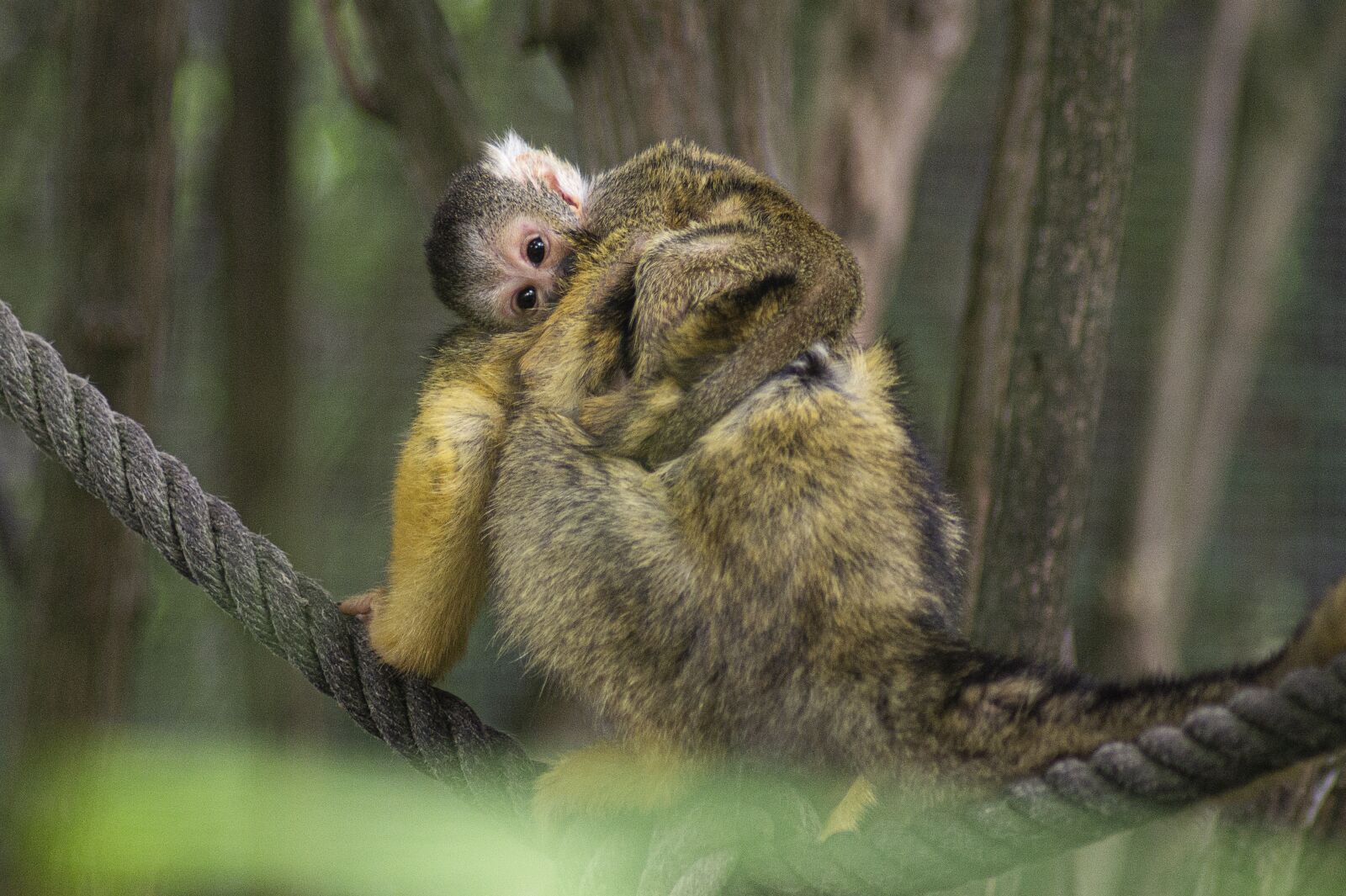 Sony SLT-A58 sample photo. Monkey, mammal, wild photography