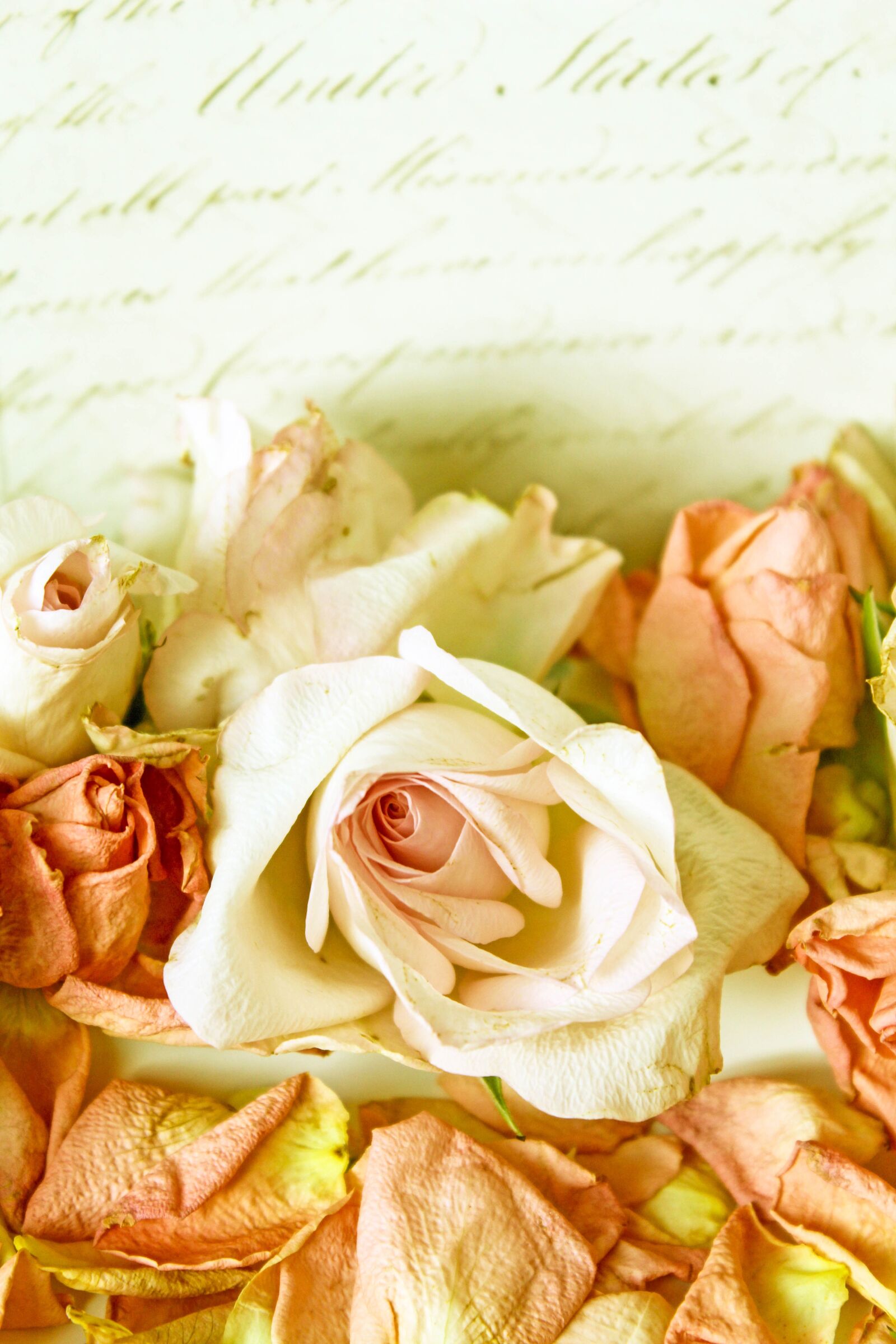 Canon EOS 600D (Rebel EOS T3i / EOS Kiss X5) sample photo. Roses, vintage, playful photography
