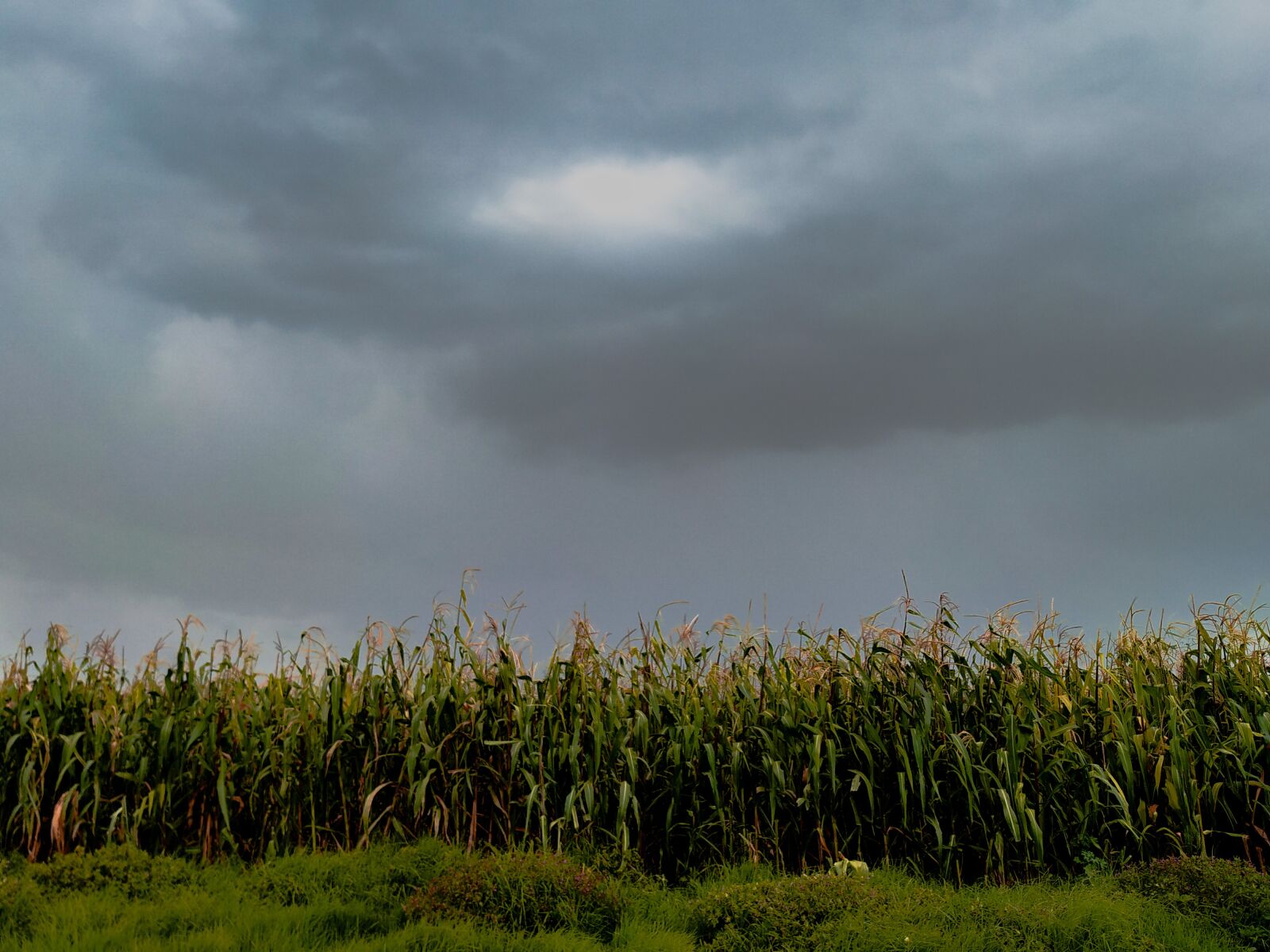 Xiaomi Mi A2 sample photo. Farm, landscape, corn photography