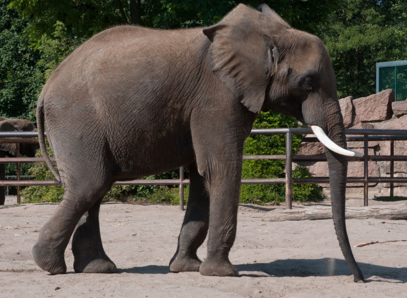 Nikon D300S sample photo. Elephant, zoo, summer photography