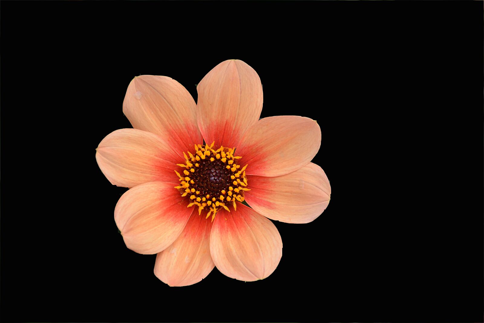 Nikon D5200 sample photo. Flower, nature, petals photography