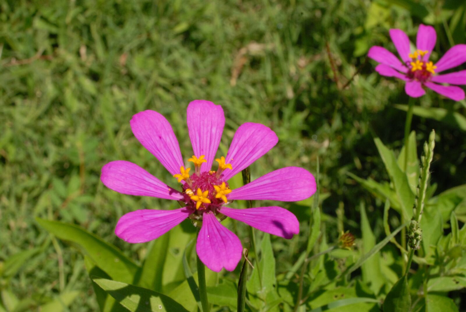 Nikon D200 sample photo. Flower, nature, garden photography