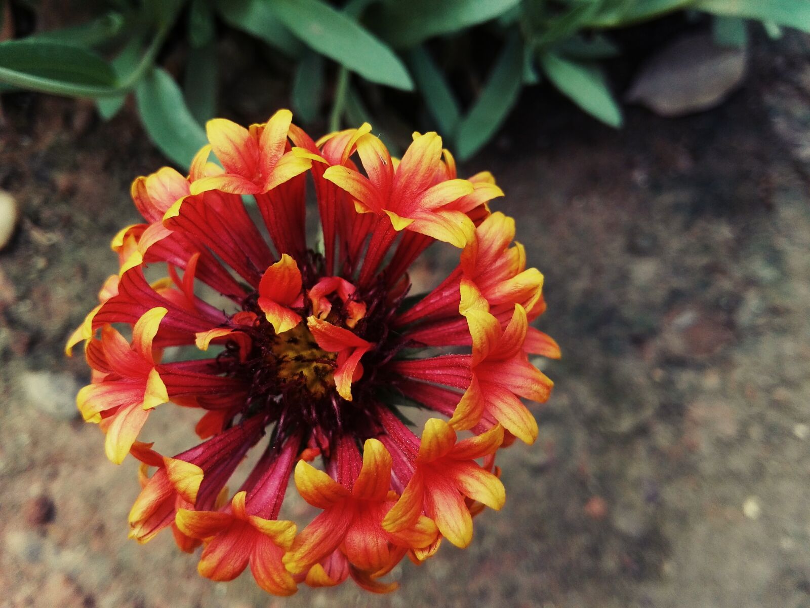 HUAWEI Y6II sample photo. Nature, flower, color photography