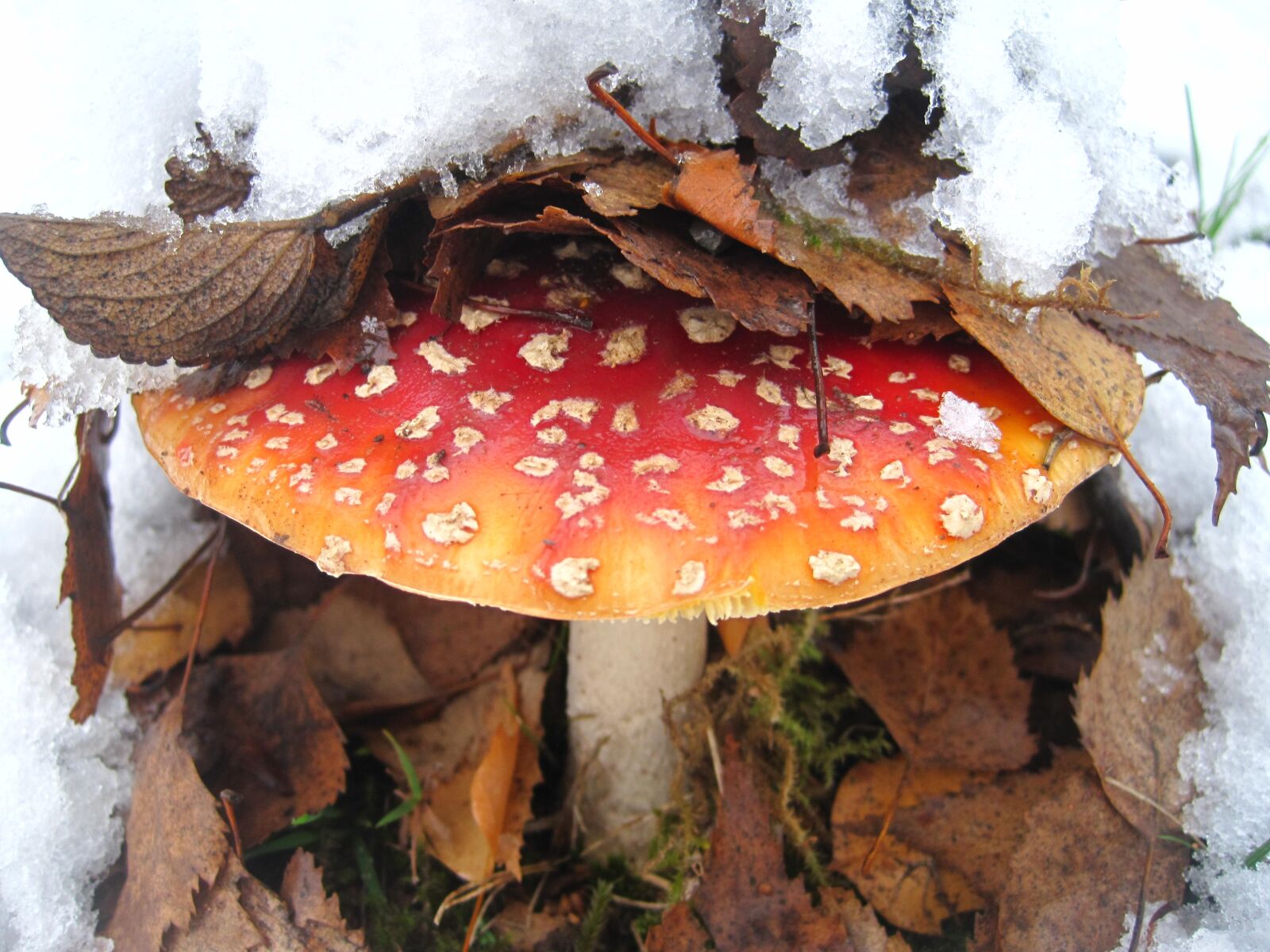 Canon PowerShot SD1200 IS (Digital IXUS 95 IS / IXY Digital 110 IS) sample photo. Fly agaric, first snow photography