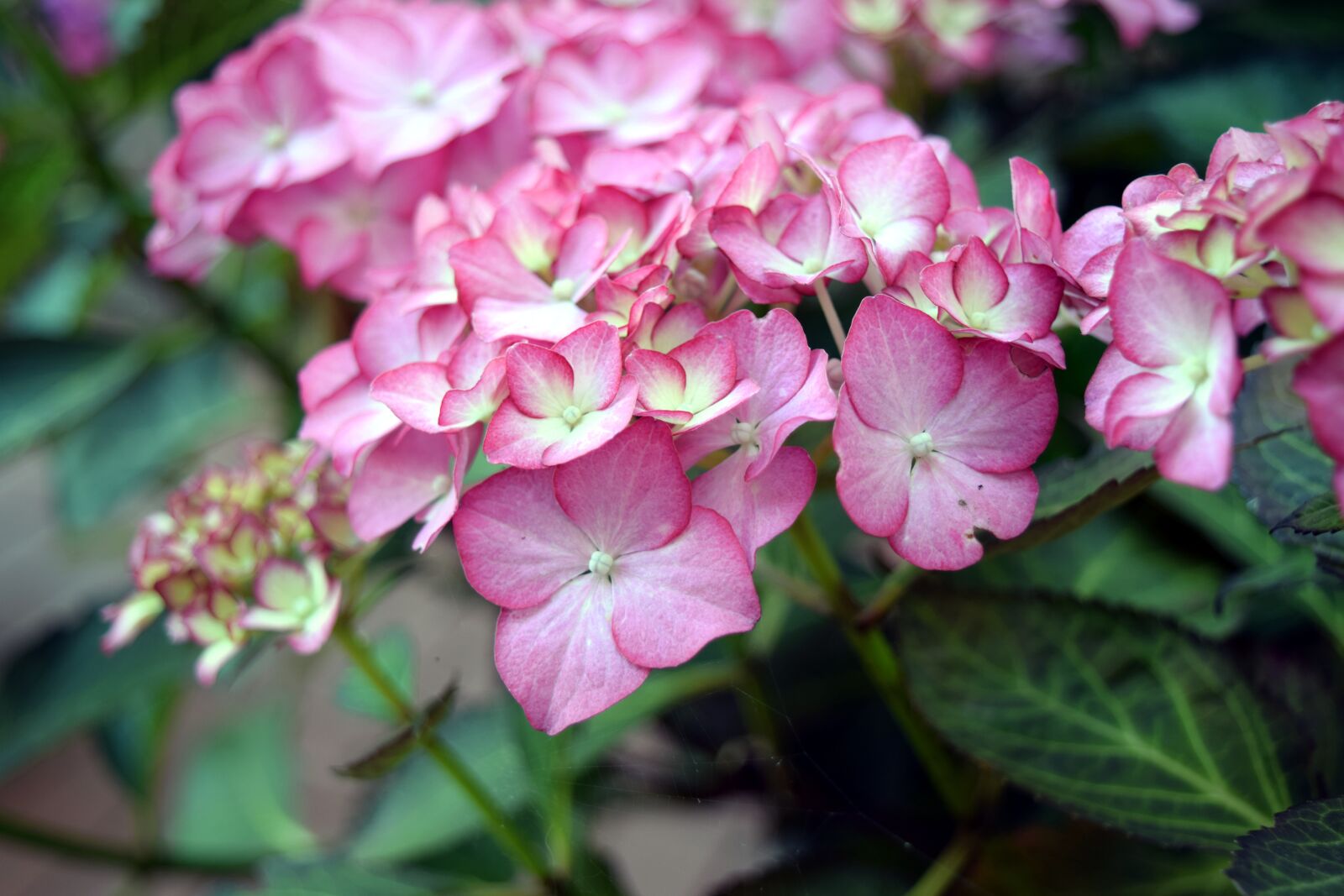 Nikon D5300 sample photo. Plant, hydrangea, pink photography