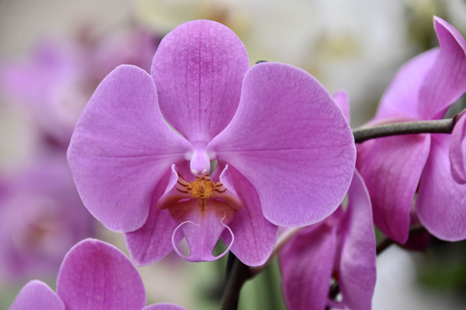 Nikon D5600 sample photo. Flower, orchid, pink flower photography