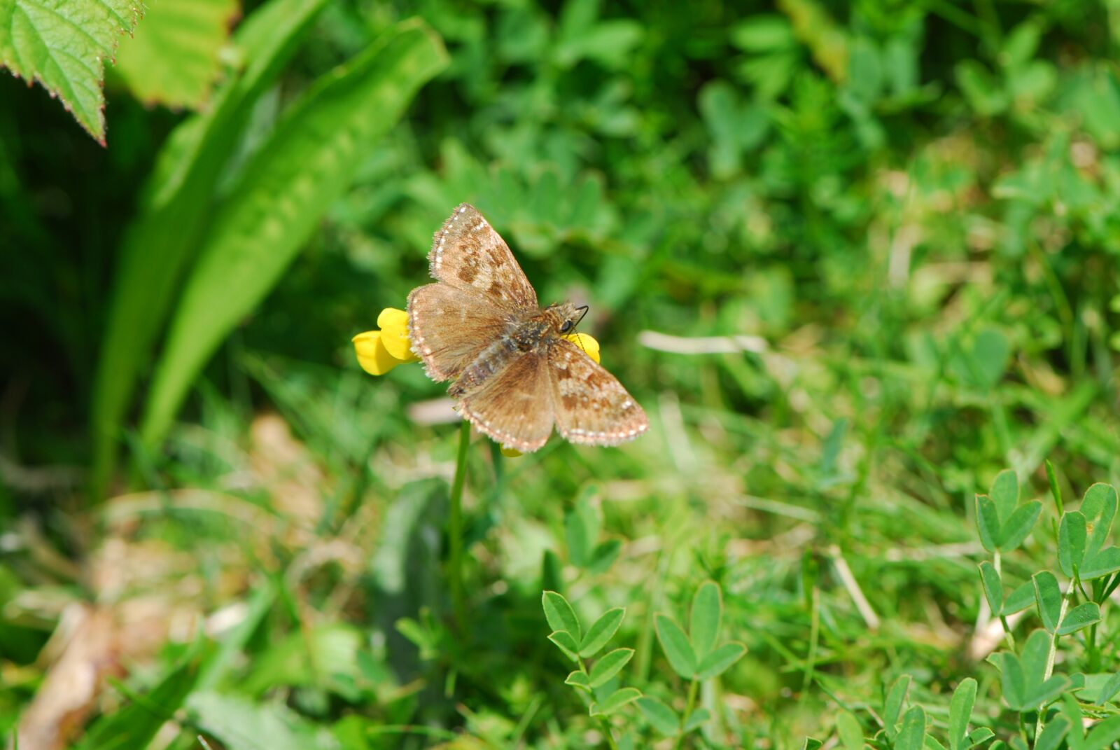 Nikon D200 sample photo. Dingy skipper, skipper, butterfly photography