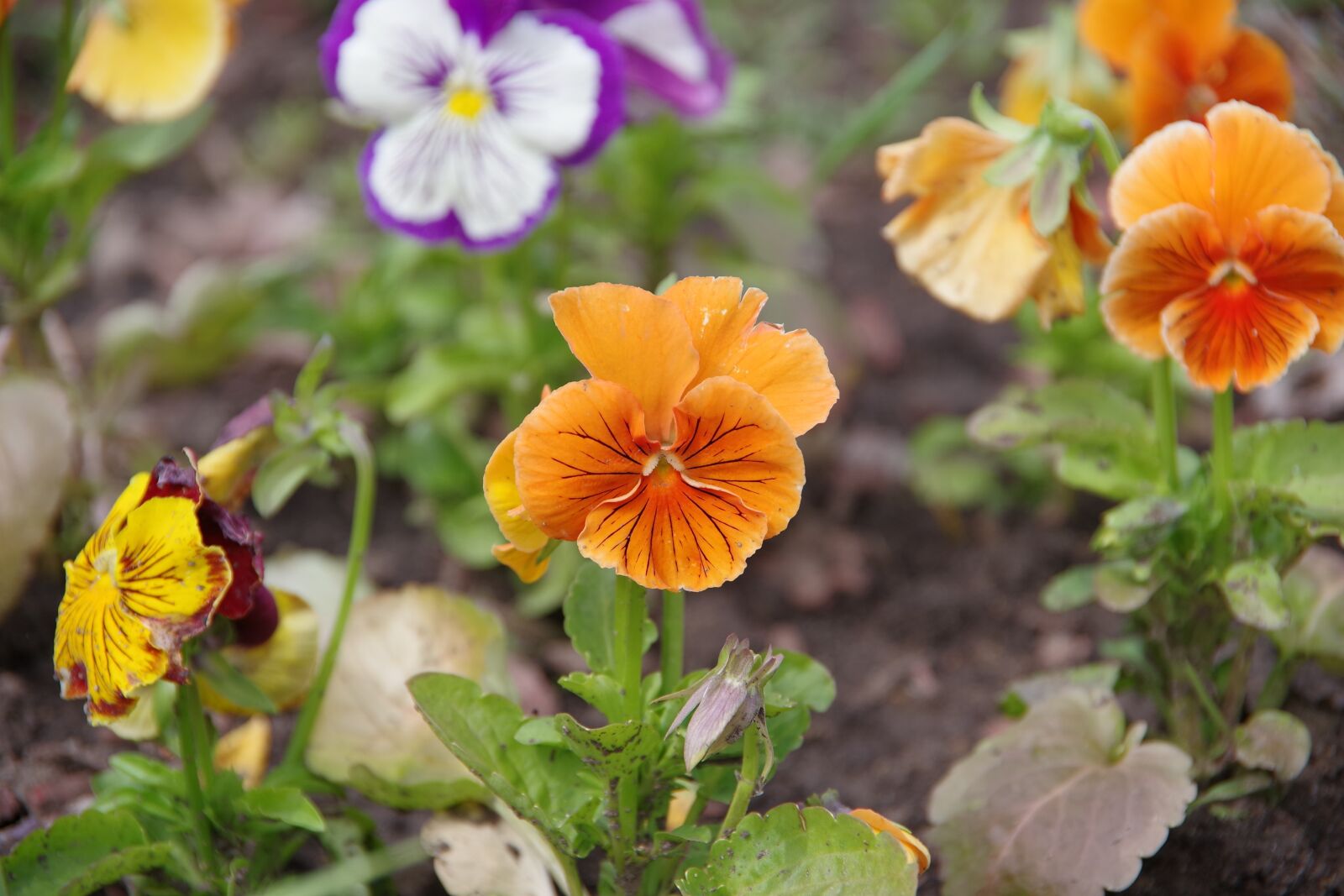 Pentax K-1 sample photo. Dacha, flowers, yellow flowers photography