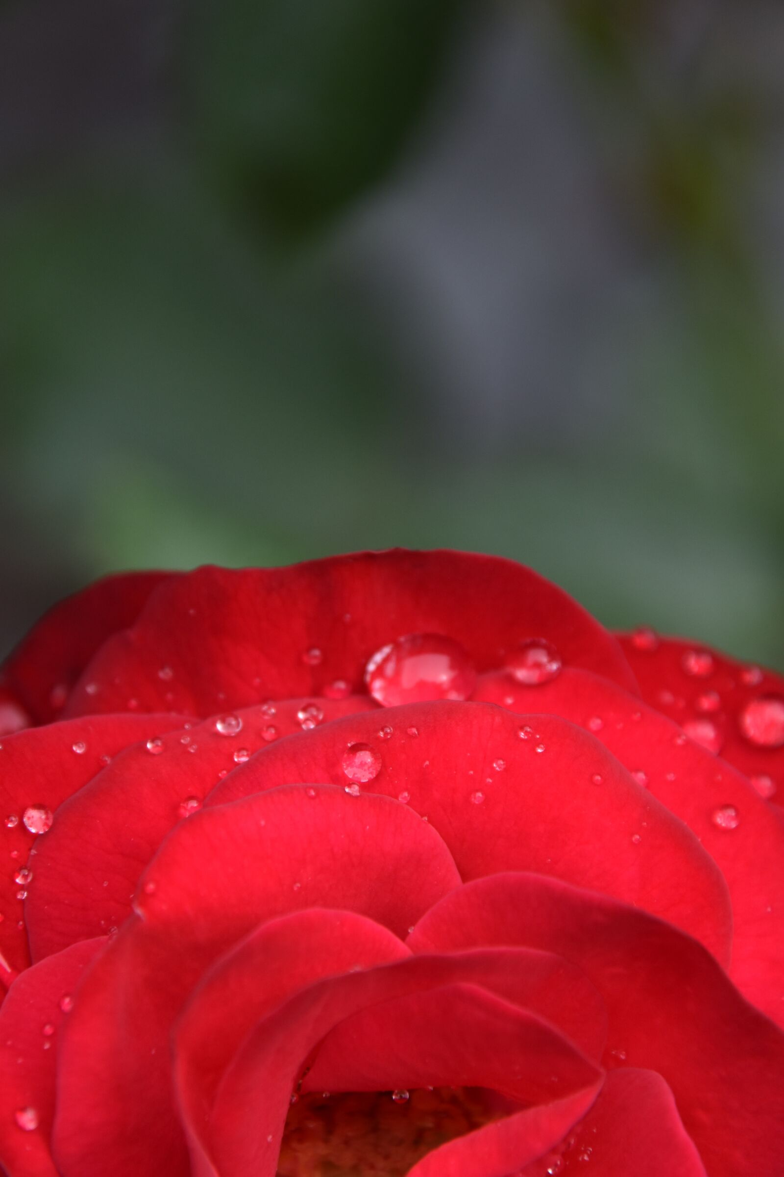 Nikon D5600 sample photo. Flower, nature, spring photography