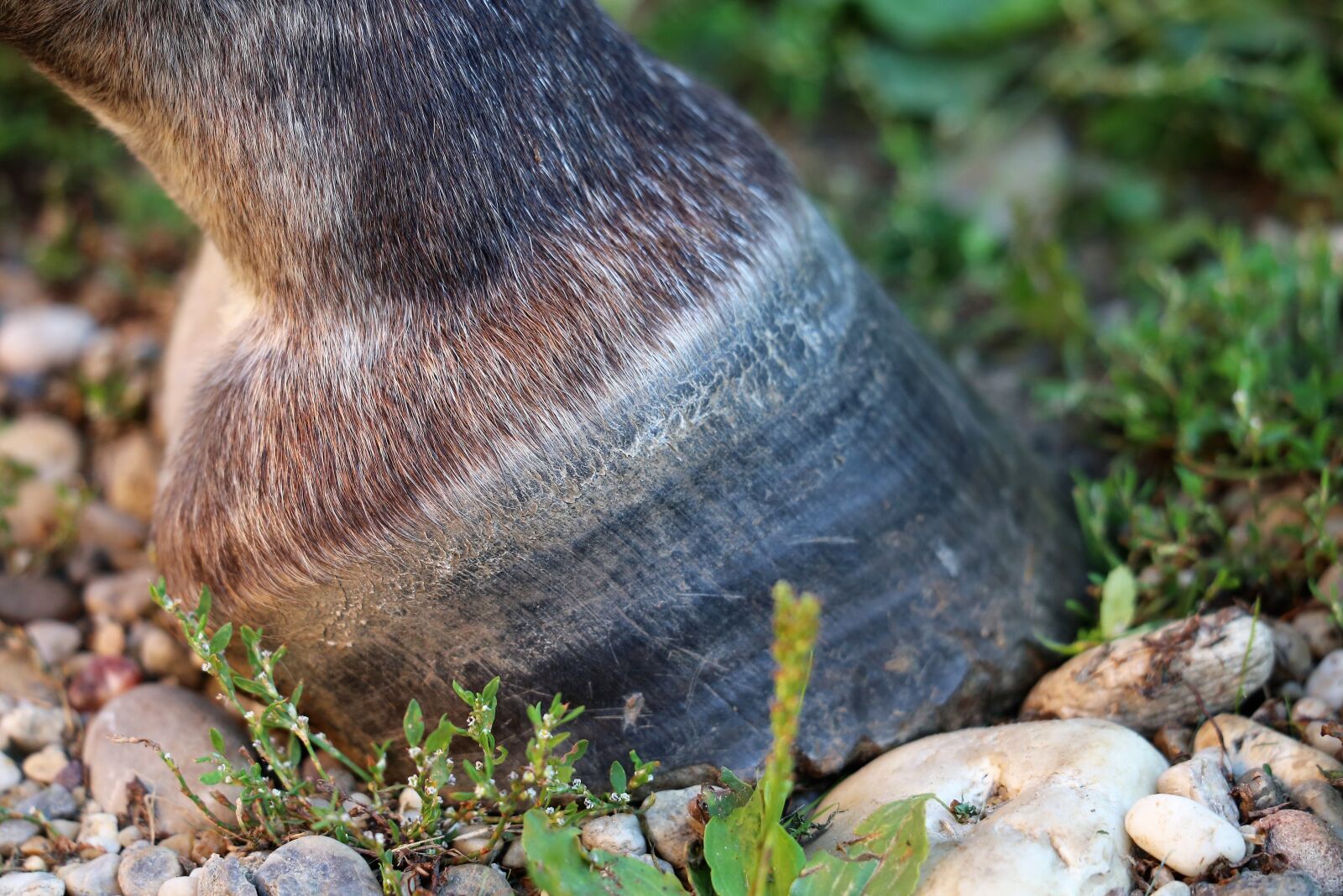 Canon EF 70-300 F4-5.6 IS II USM sample photo. Horse hoof, black, animal photography