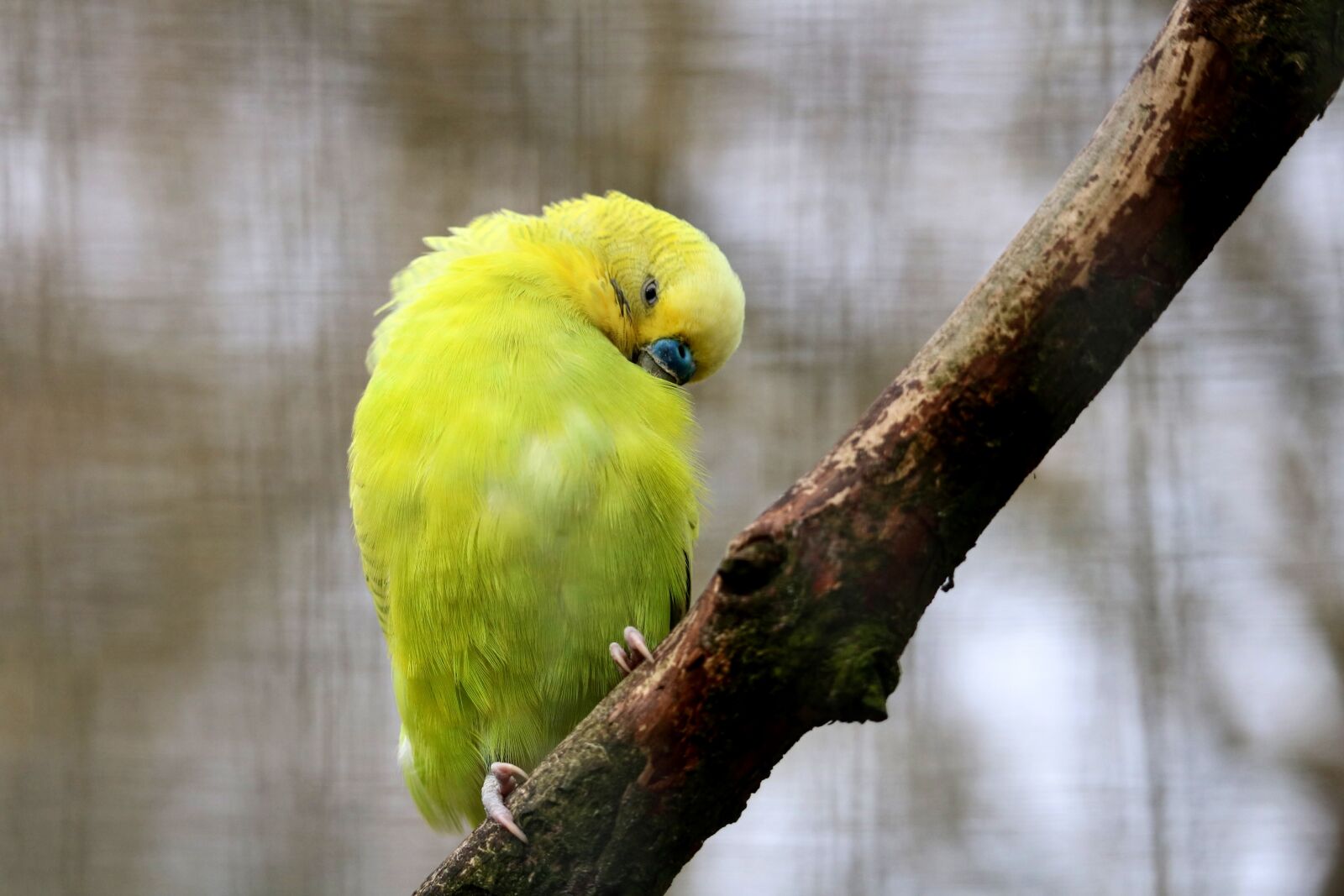 Canon EOS 750D (EOS Rebel T6i / EOS Kiss X8i) sample photo. Bird, animal world, nature photography