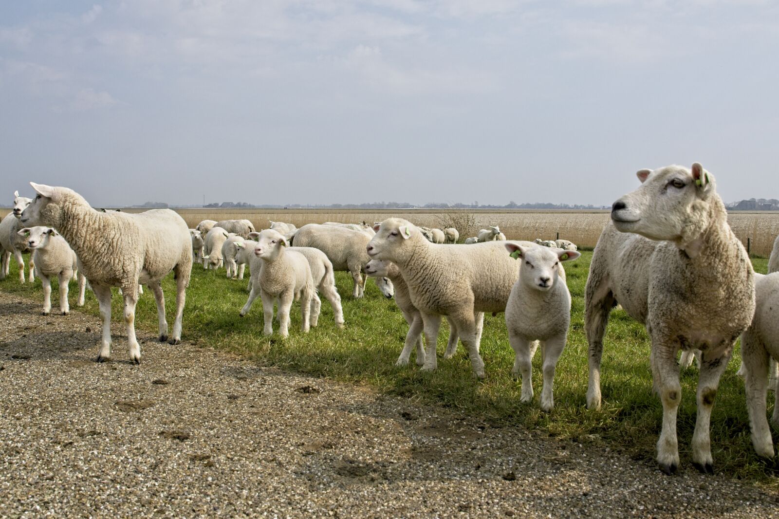 Canon EOS 6D Mark II sample photo. Sheep, lambs, herd photography