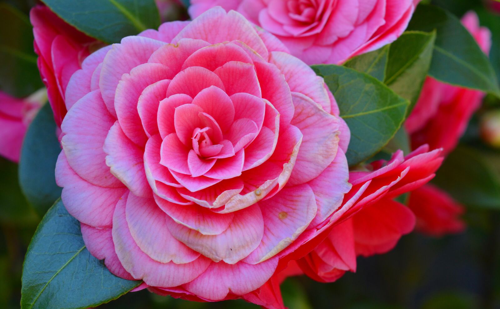 Nikon D3200 sample photo. Camellia, camelia japonica, bush photography