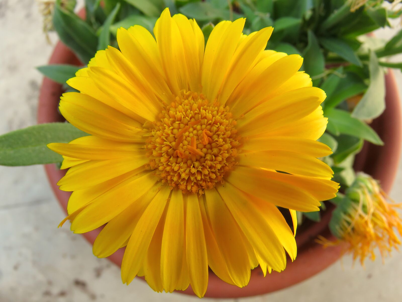 Canon PowerShot SX60 HS sample photo. Cute flower, sunflower, yellow photography