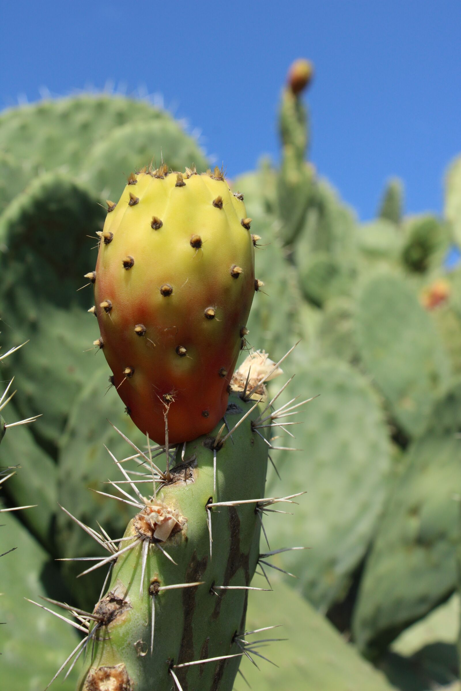 Canon EOS 2000D (EOS Rebel T7 / EOS Kiss X90 / EOS 1500D) sample photo. Cactus, cactus fruit, spur photography
