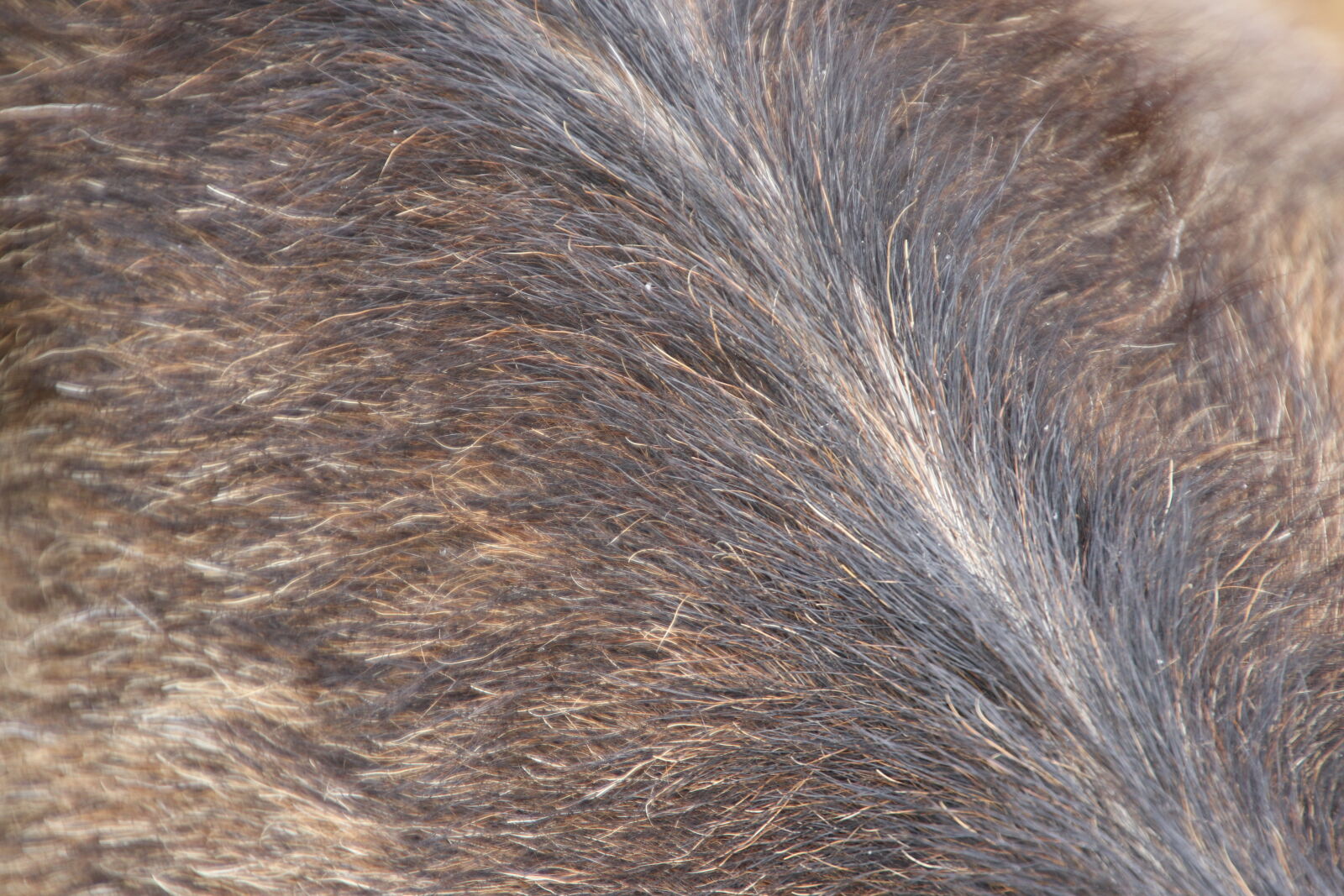 Canon EOS 7D Mark II sample photo. Black, brown, buck, fur photography