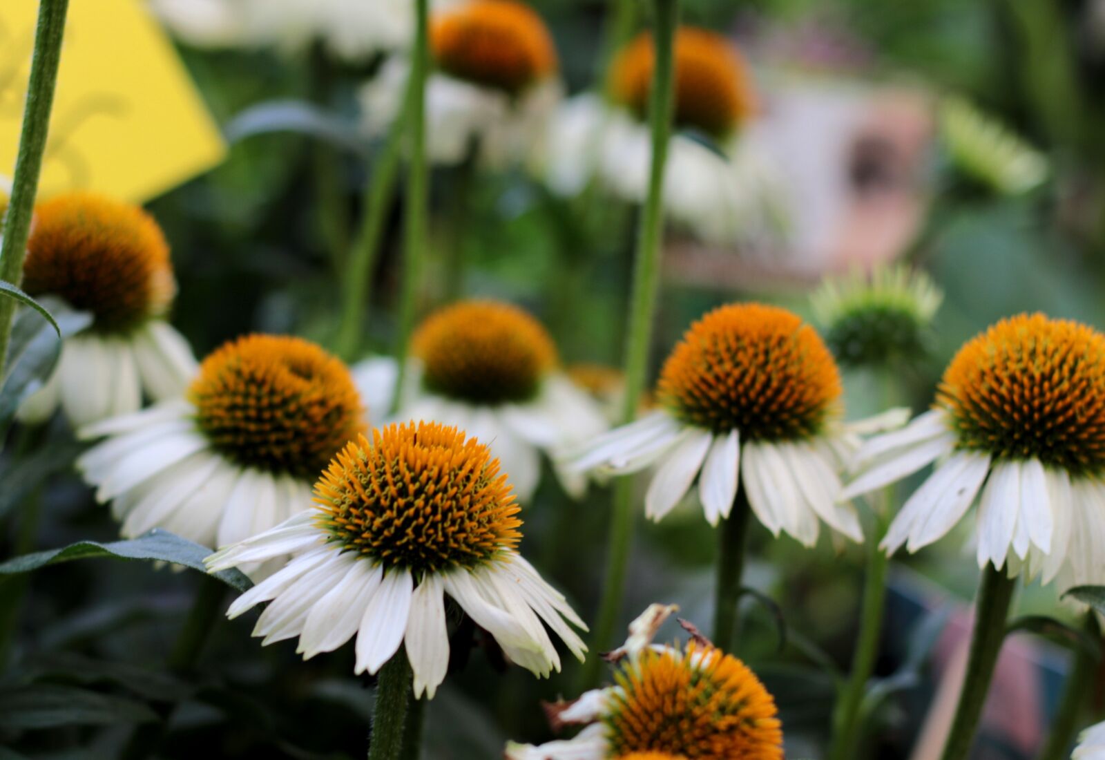 Canon EOS 7D Mark II sample photo. Echicinea, sun hat, white photography
