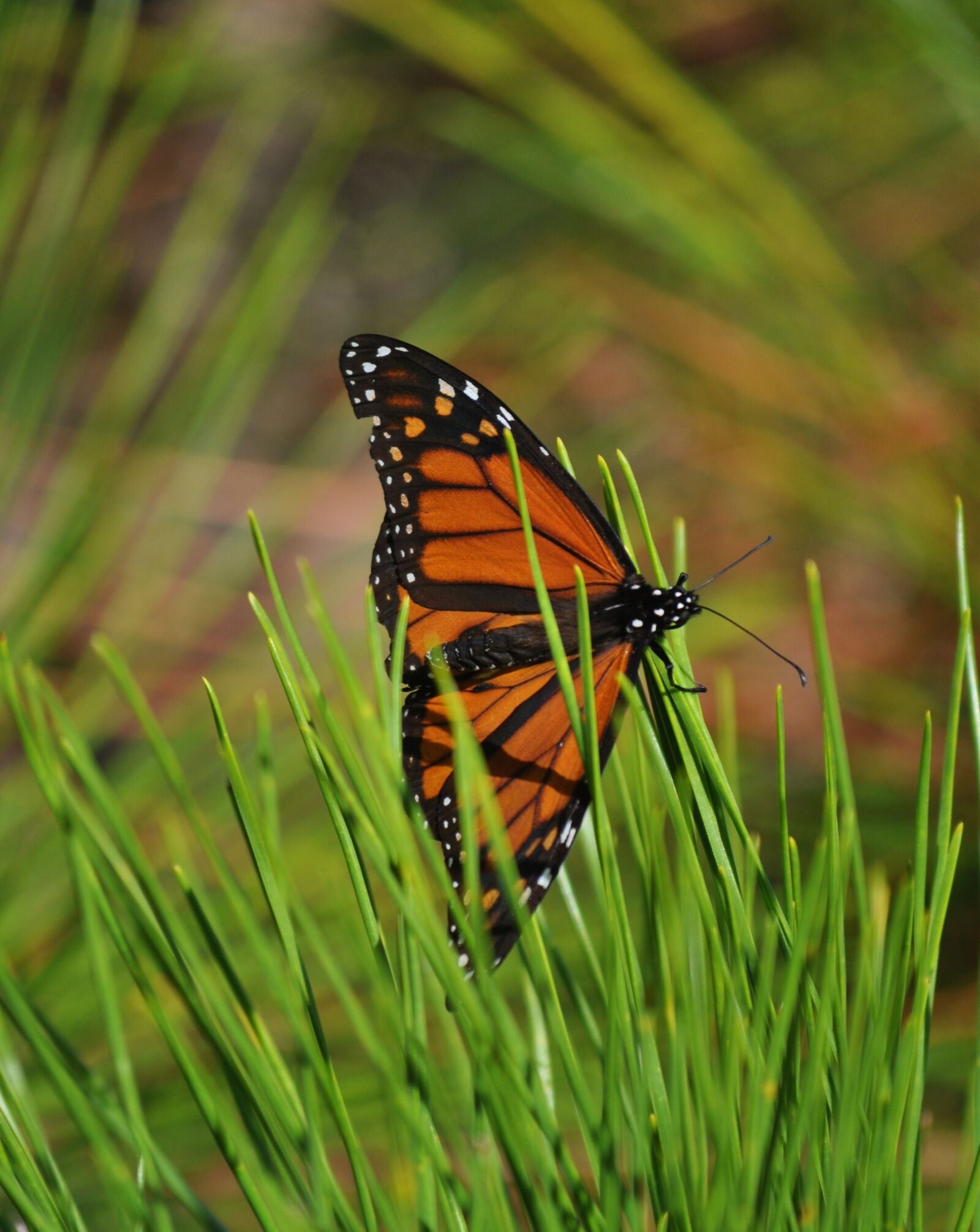 Nikon D5000 sample photo. Monarch, butterfly, pine photography
