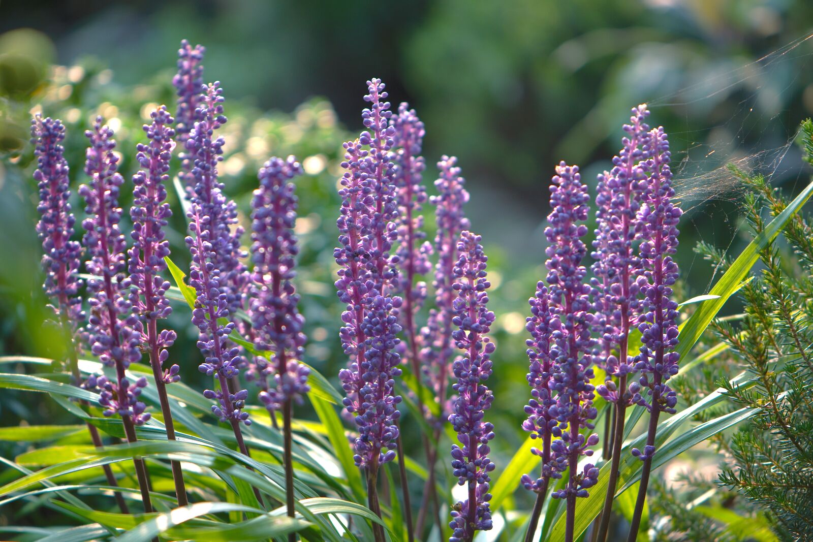 Nikon D5600 sample photo. Bell cluster, lily grape photography