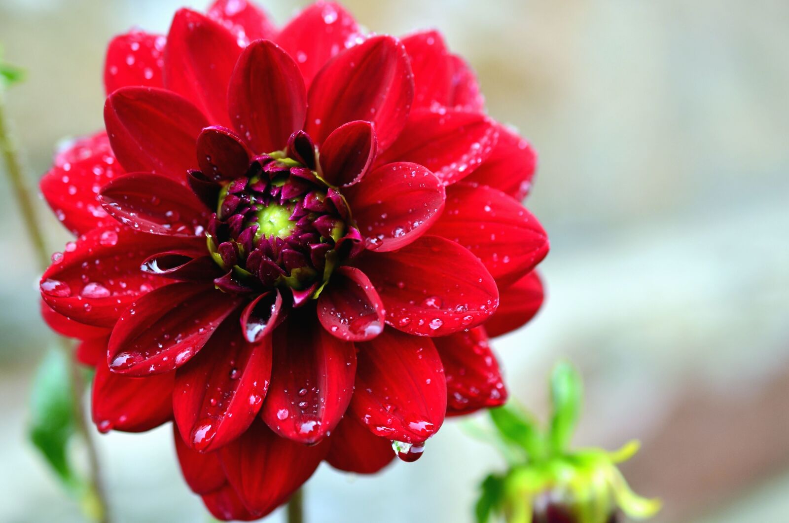 Nikon D5100 sample photo. Flower, bloom, petal, bud photography