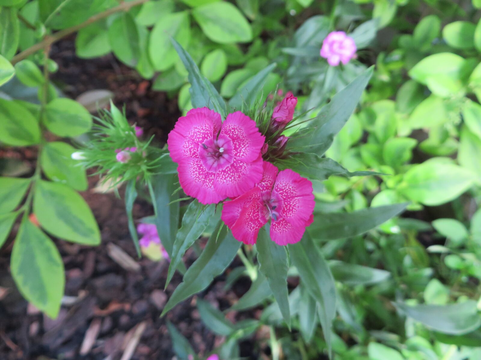 Canon PowerShot SX270 HS sample photo. Flower, nature, plant photography