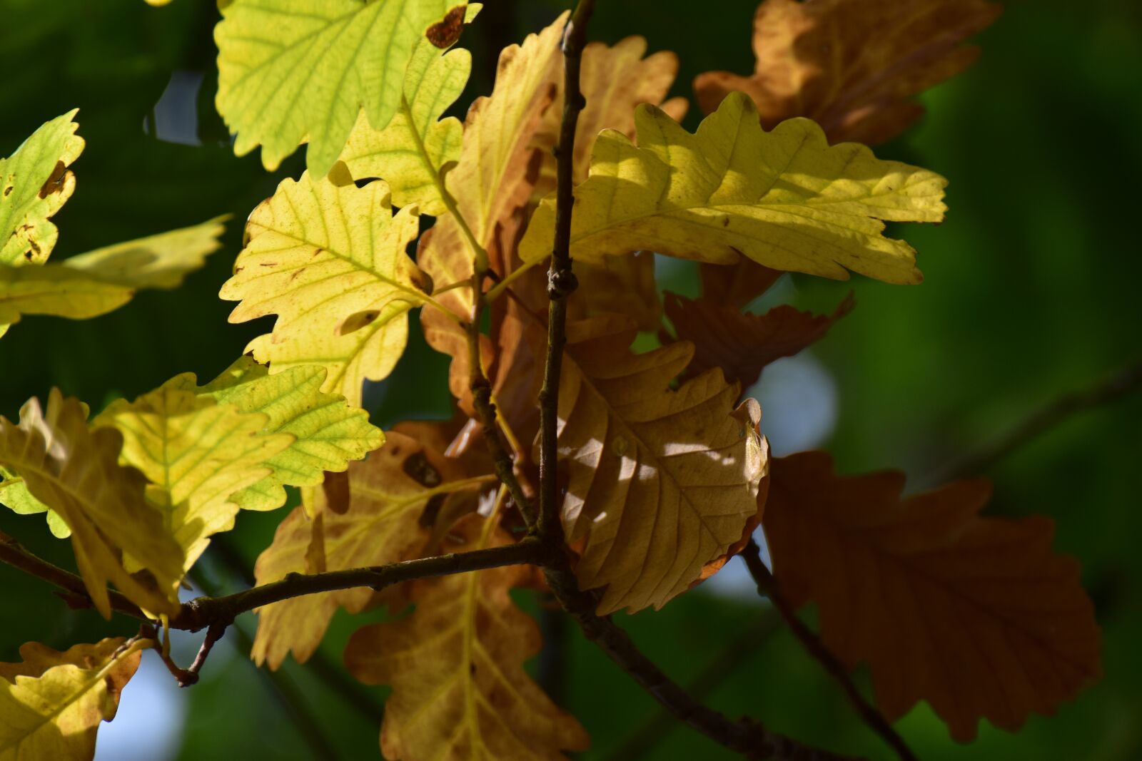 Nikon D5600 sample photo. Oak, autumn, colorful photography