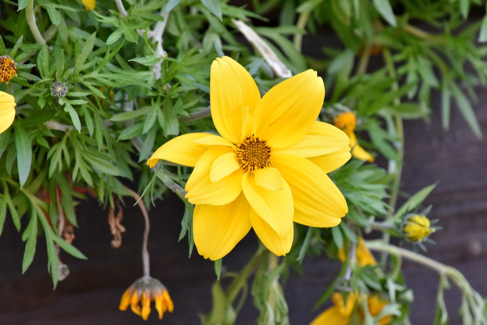 Nikon D5500 sample photo. Green leaves, yellow, flower photography