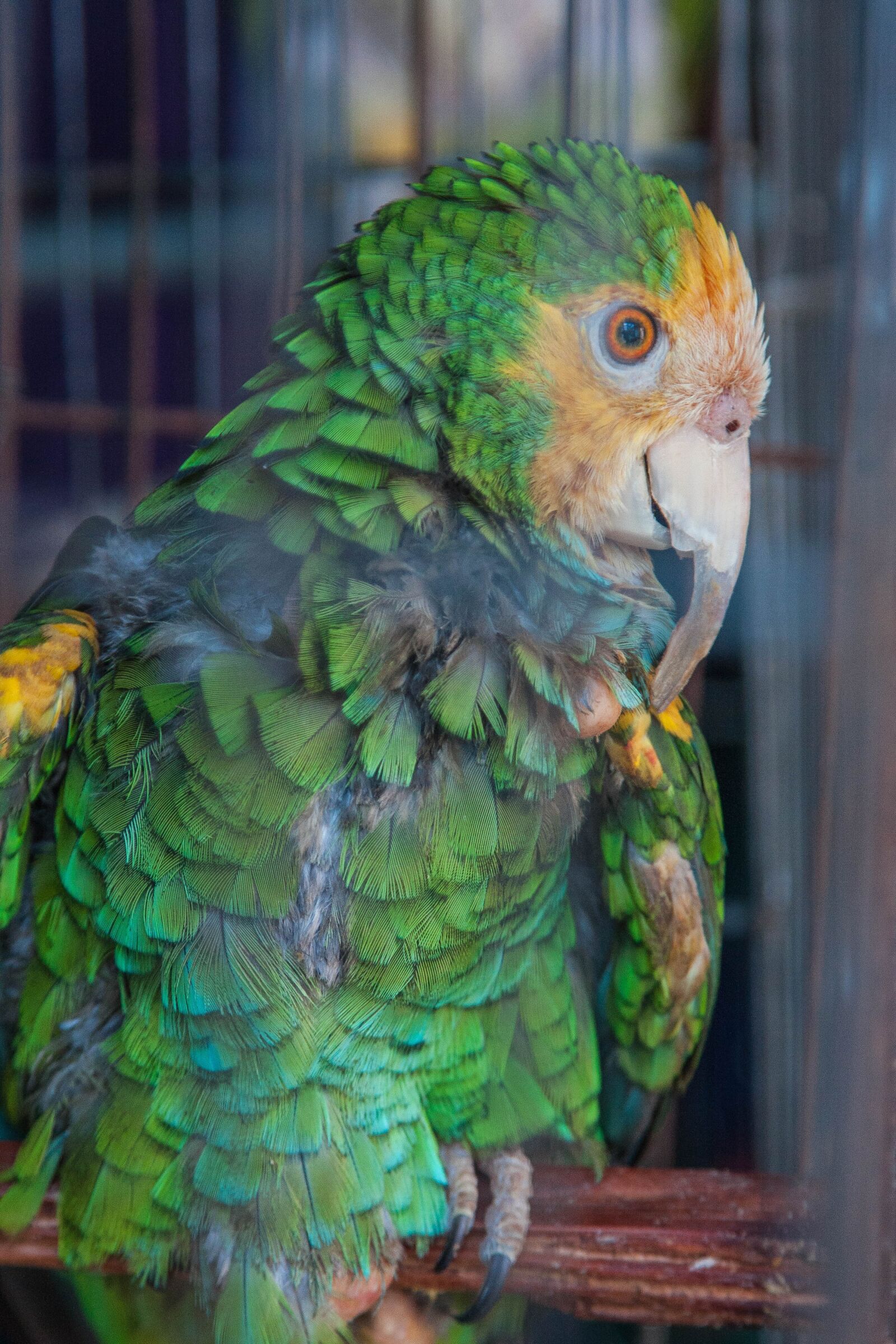 Canon EOS 40D + Canon EF 24-105mm F4L IS USM sample photo. Parrot, ave, animal photography