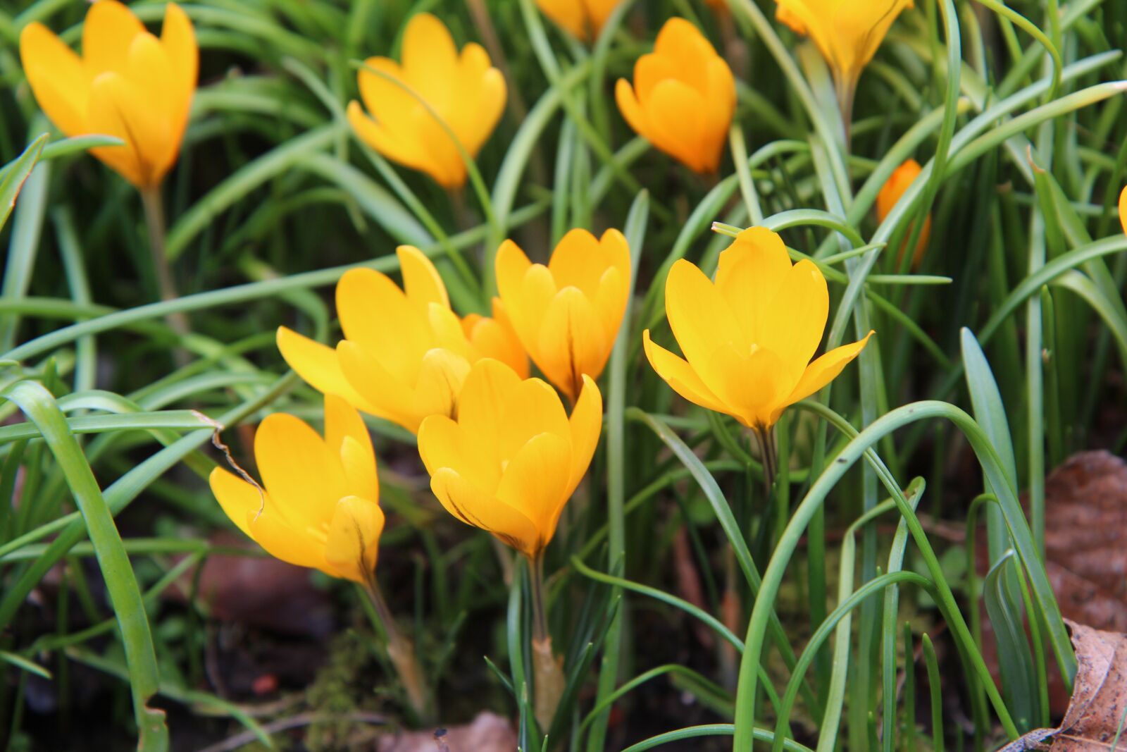 Canon EOS 600D (Rebel EOS T3i / EOS Kiss X5) sample photo. Crocus, crocus yellow, flowers photography