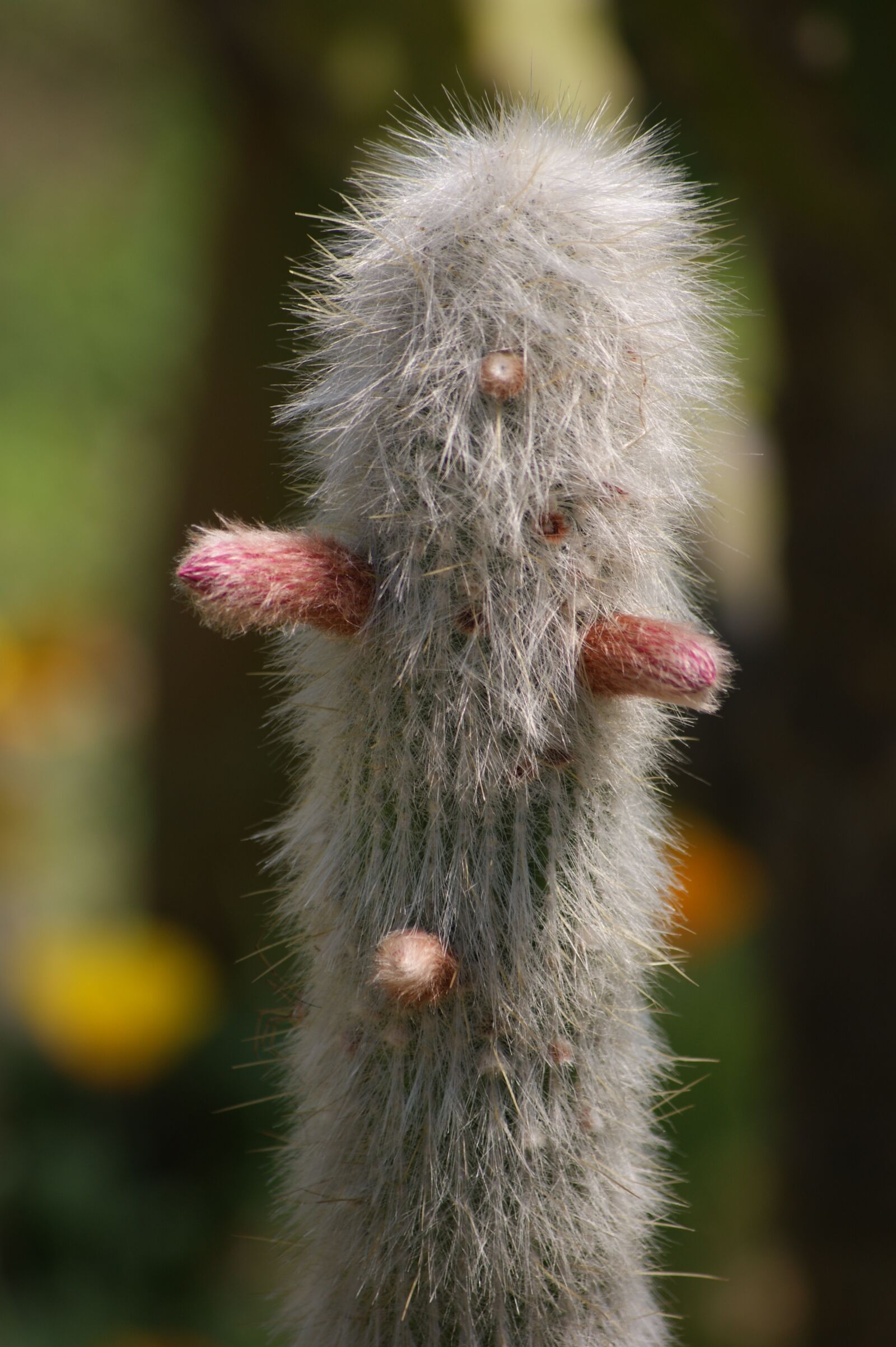Sony Alpha DSLR-A350 sample photo. Nature, mammal, animal world photography