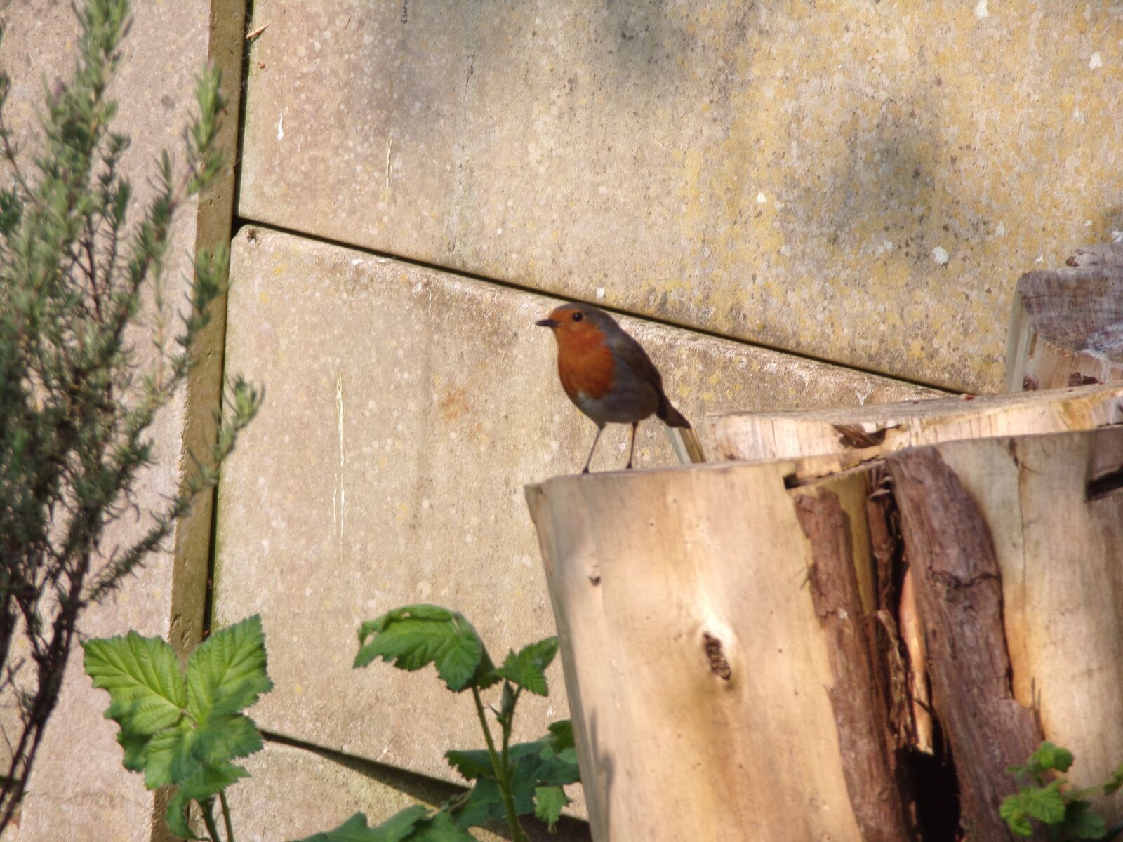 JK KODAK PIXPRO AZ421 sample photo. Robin, garden, nature photography