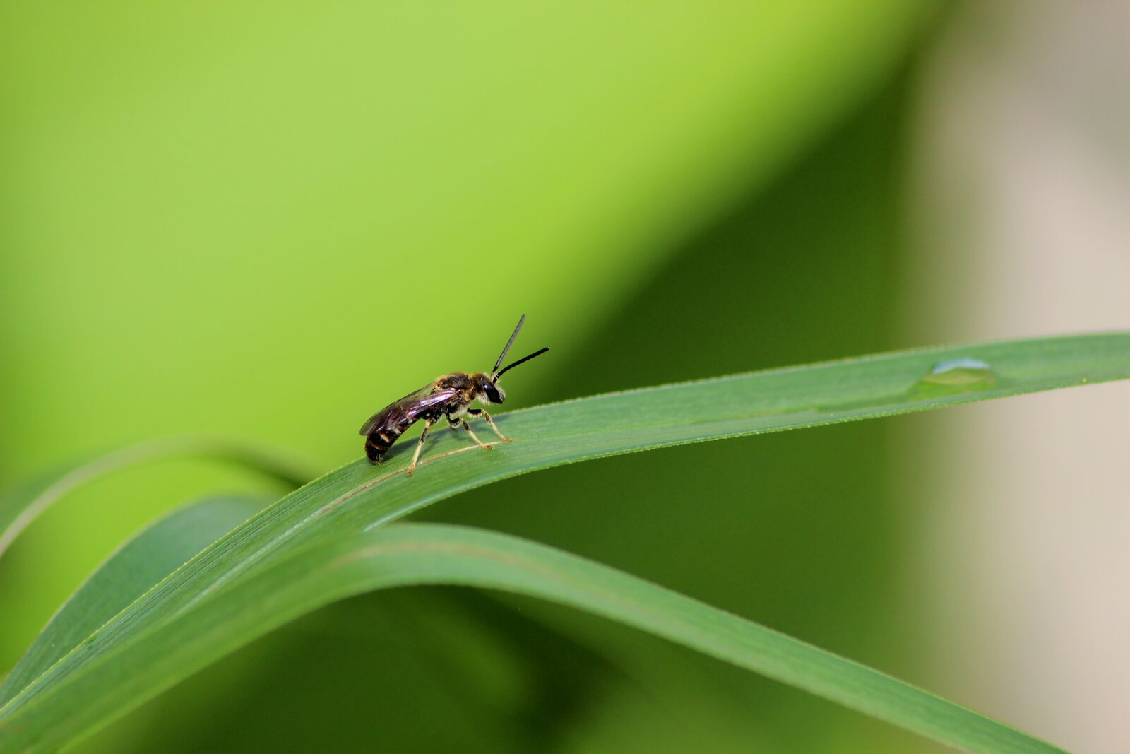 Canon EOS 600D (Rebel EOS T3i / EOS Kiss X5) sample photo. Insect, macro, nature photography